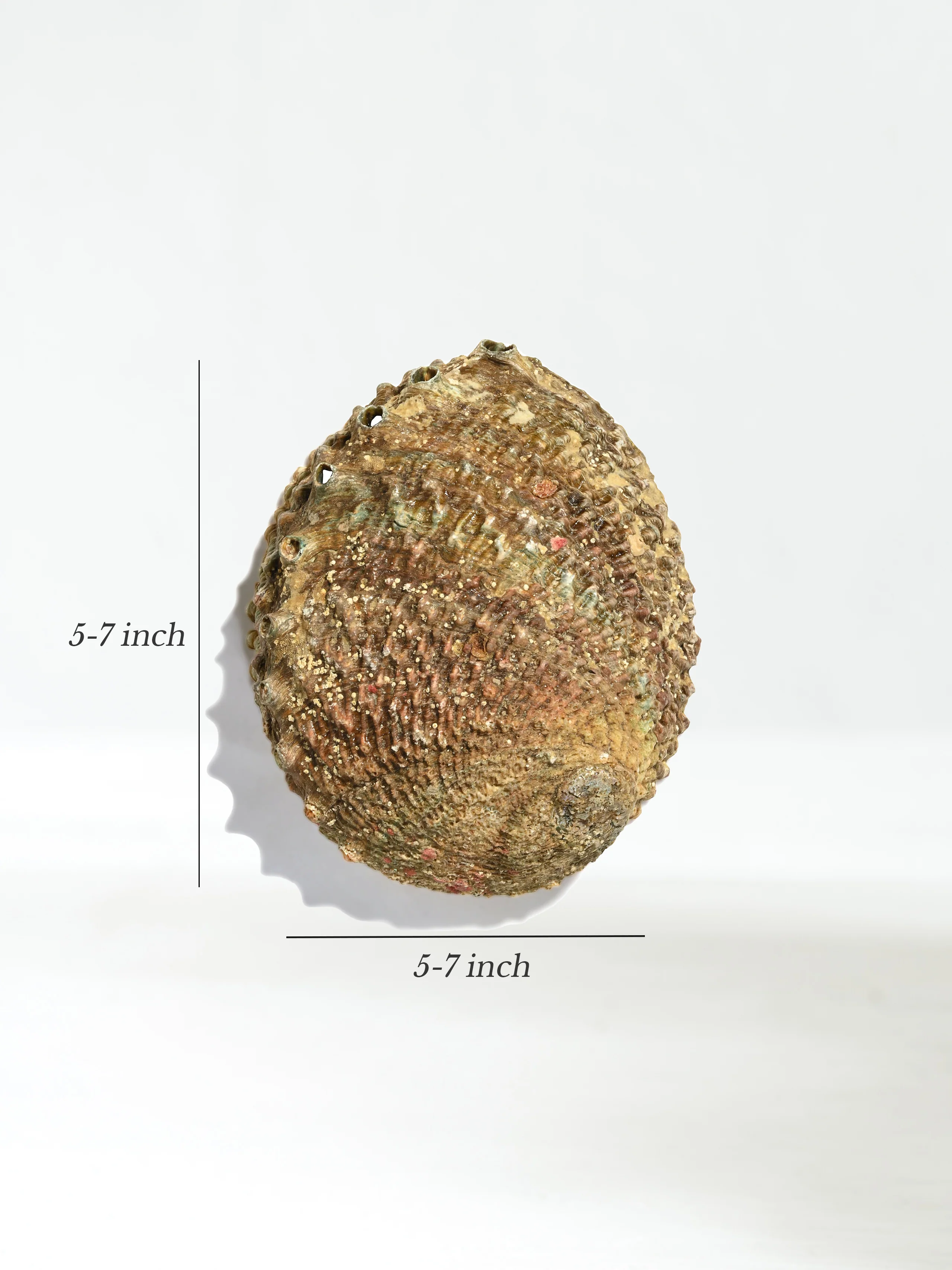 Abalone Shell - Image 10