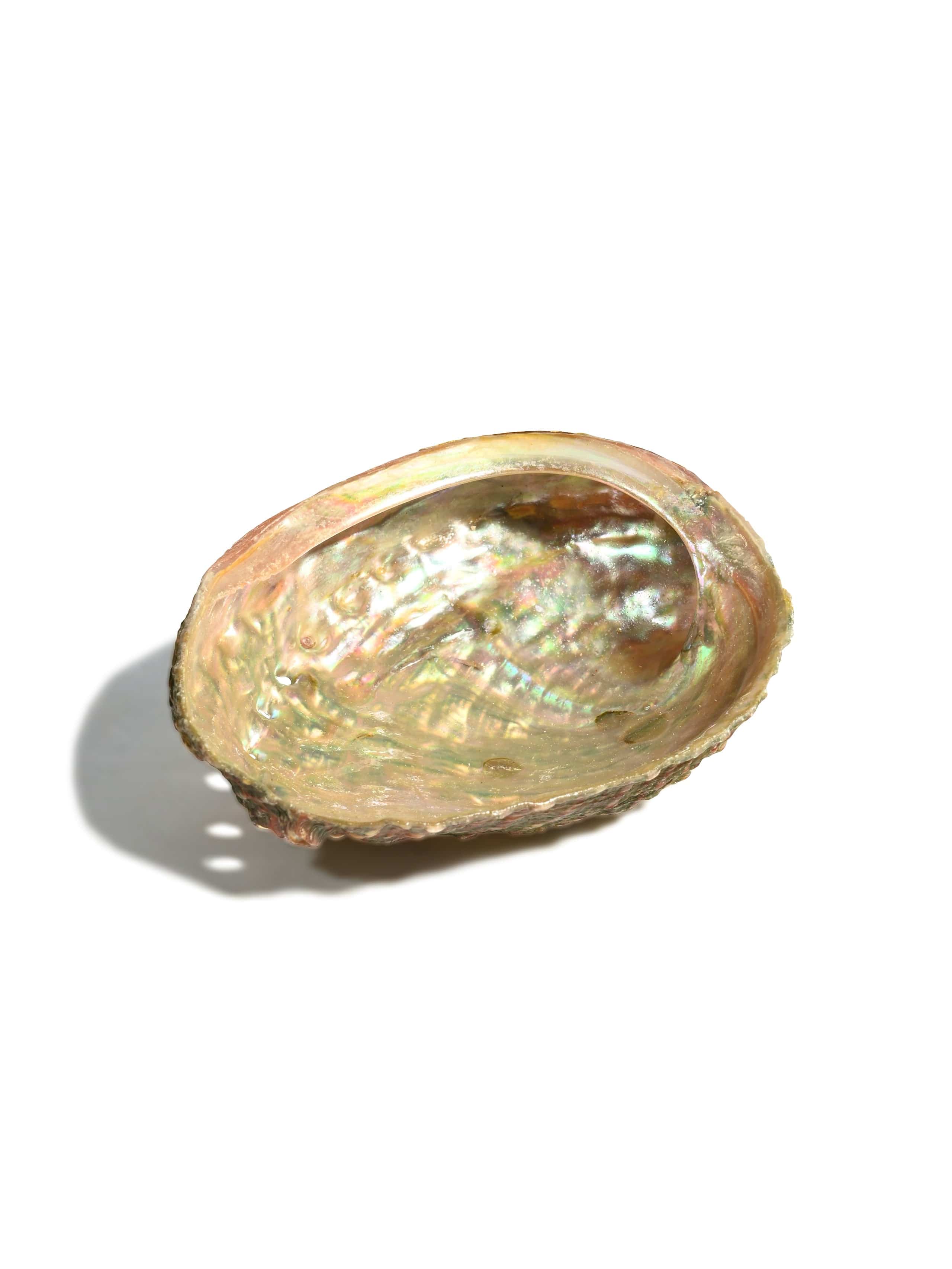 Abalone Shell - Image 2