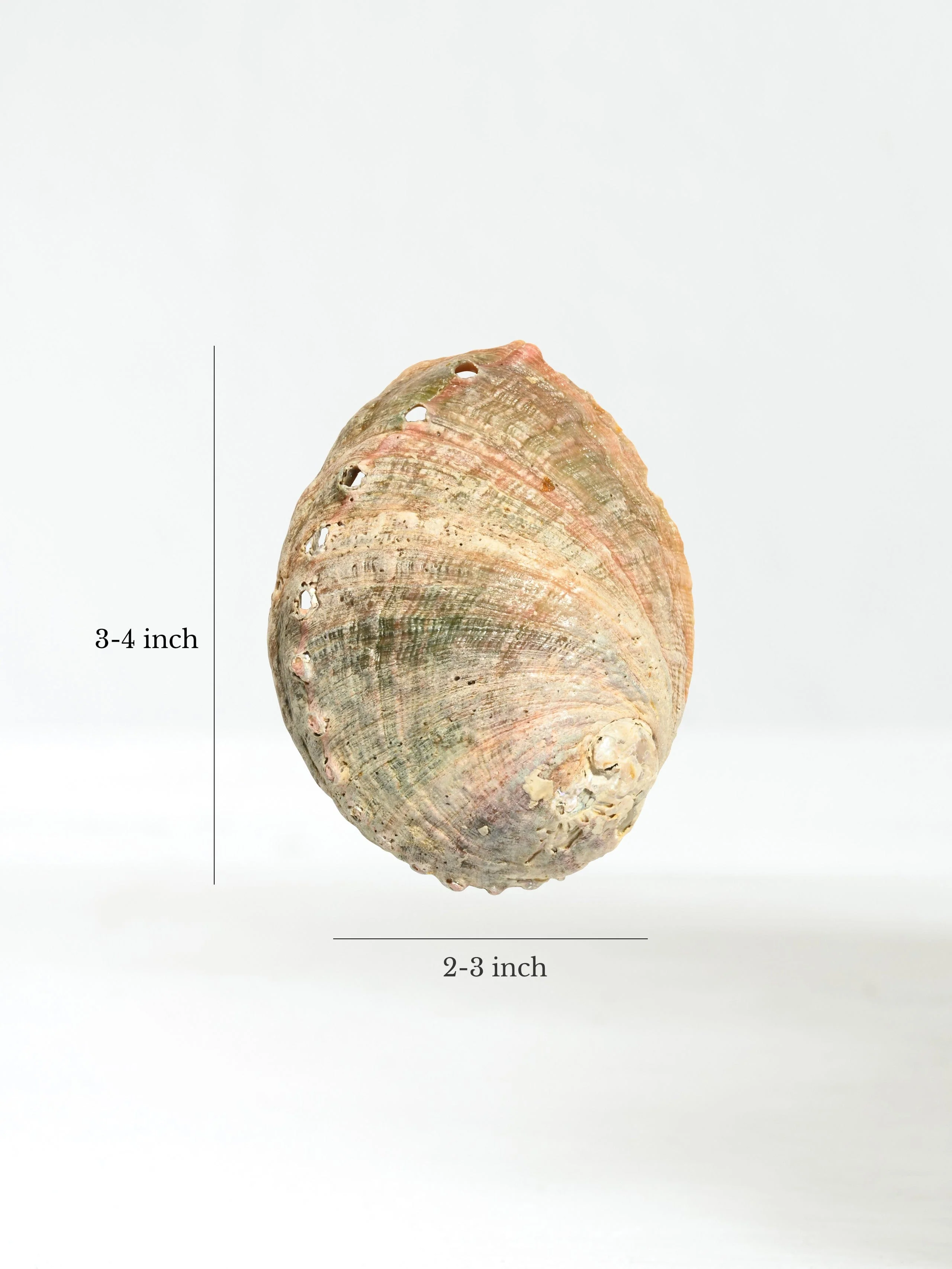 Abalone Shell - Image 3