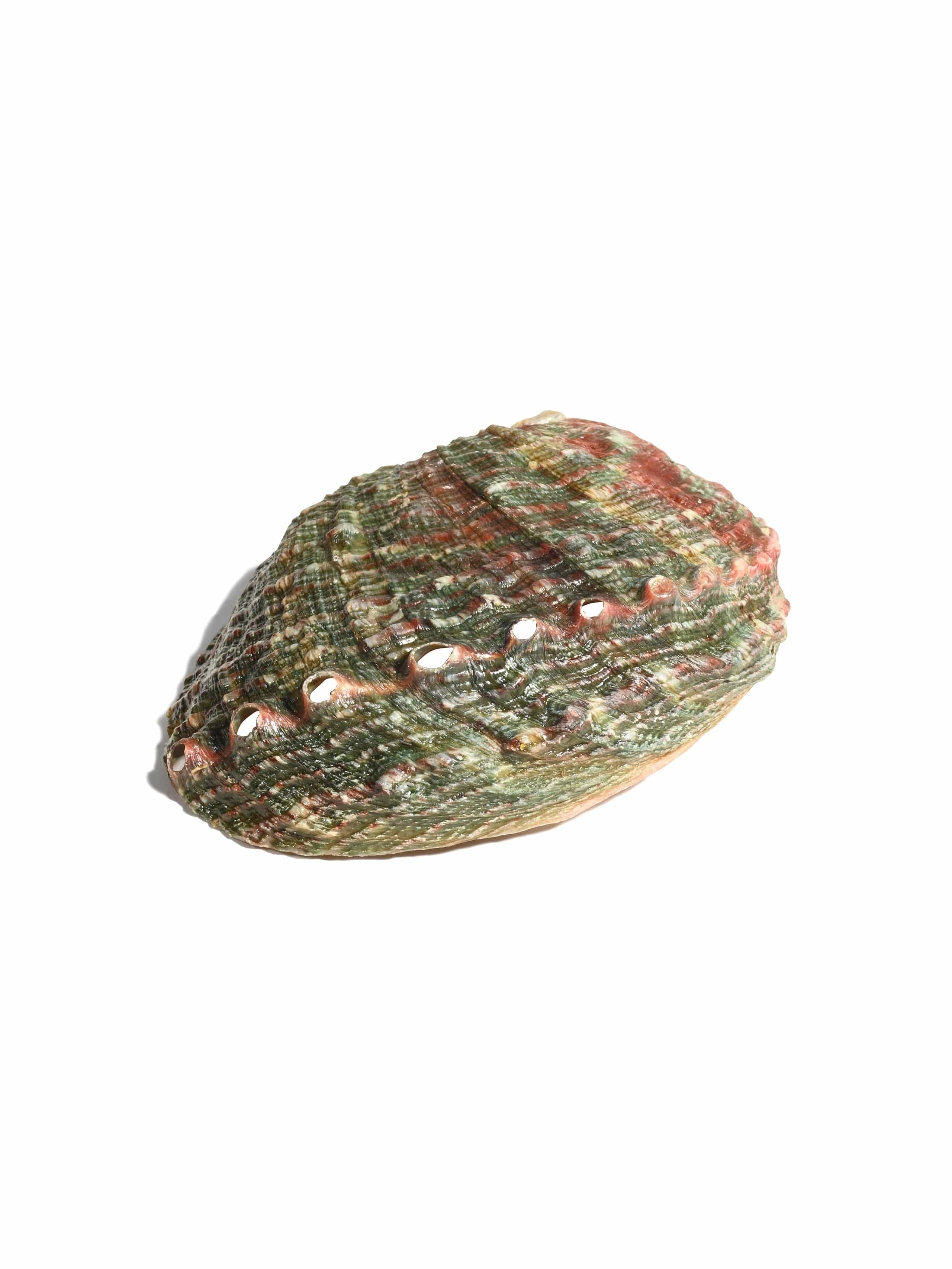 Abalone Shell - Image 4