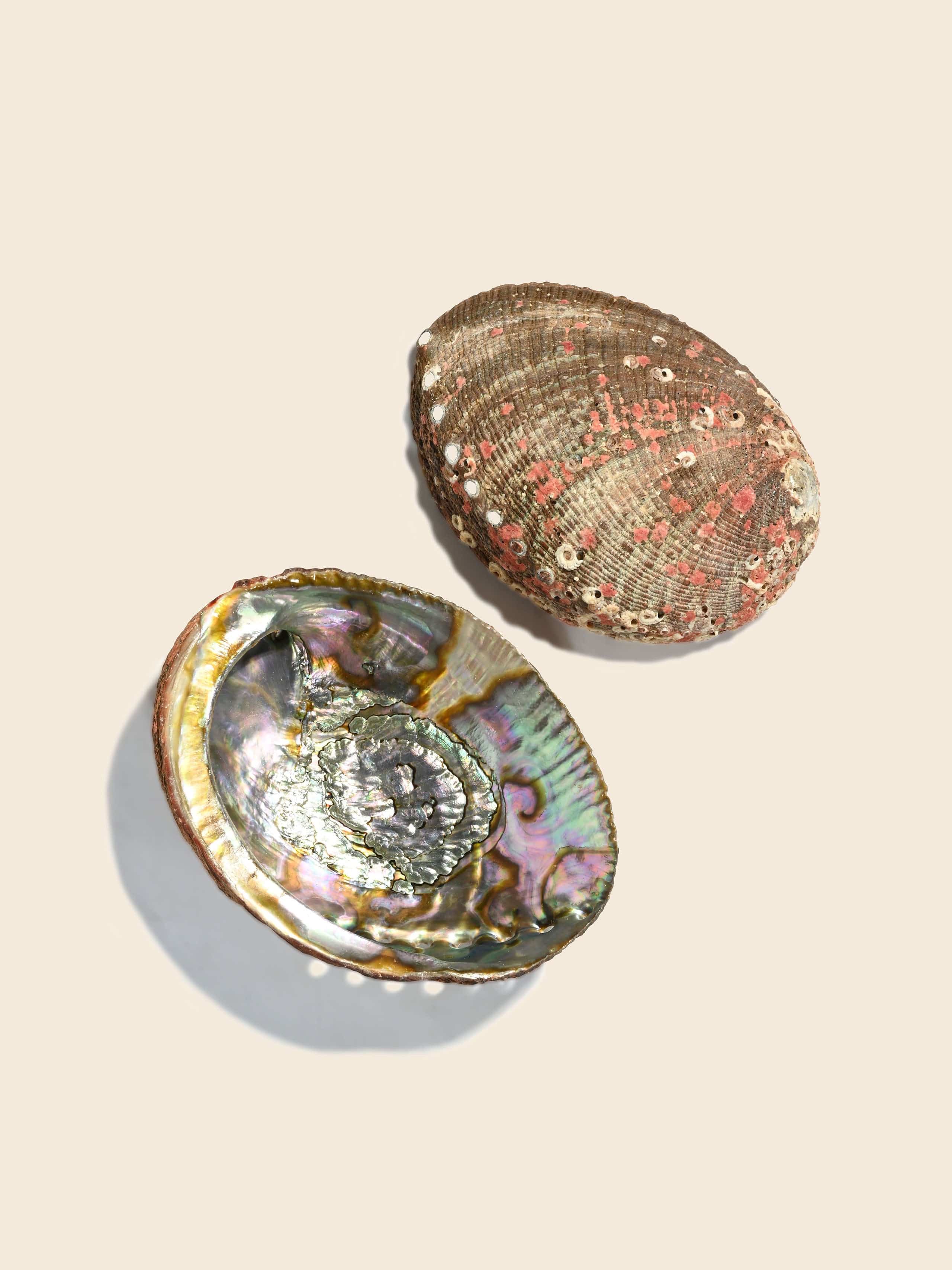 Abalone Shell - Image 5