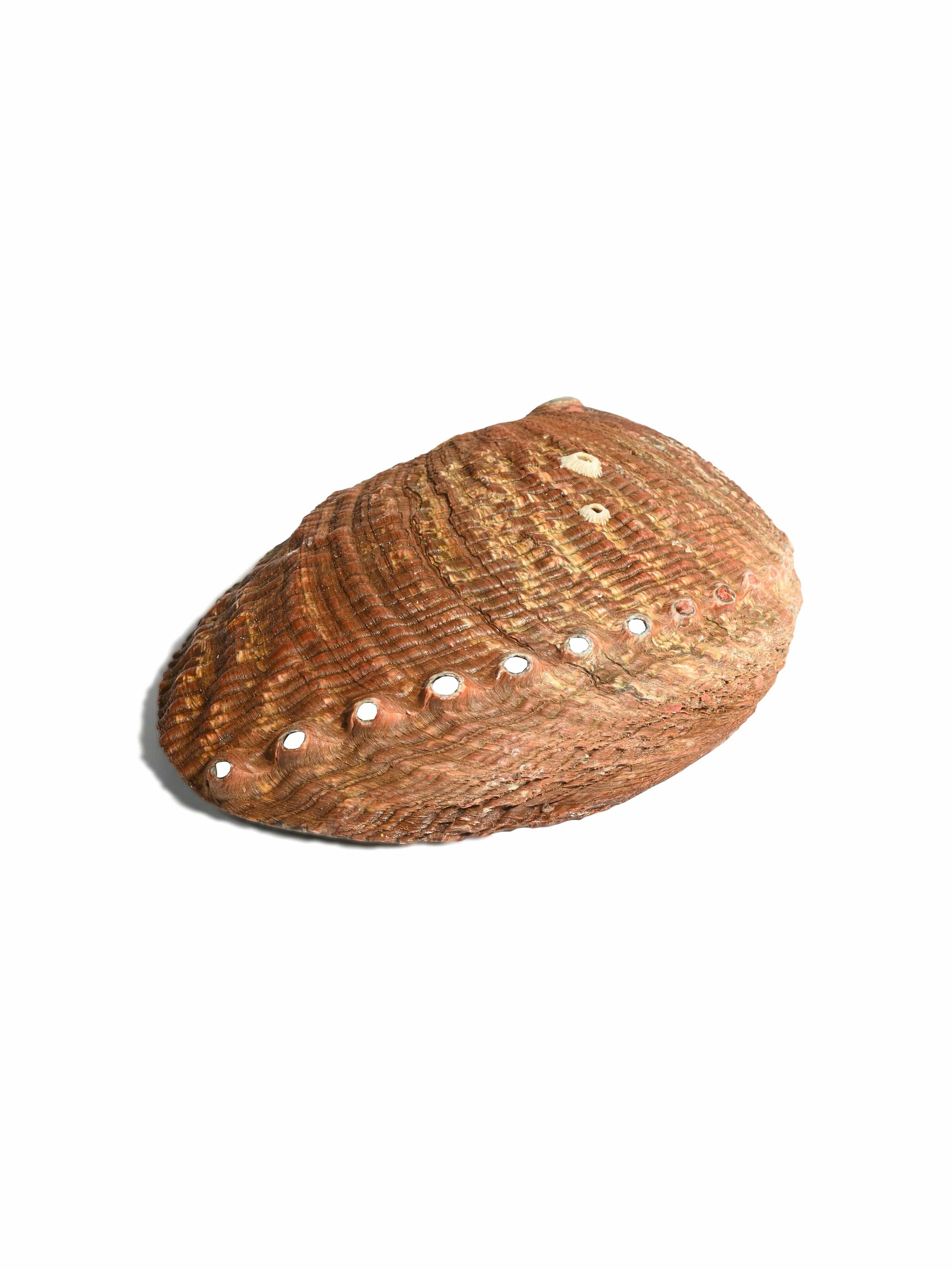 Abalone Shell - Image 6