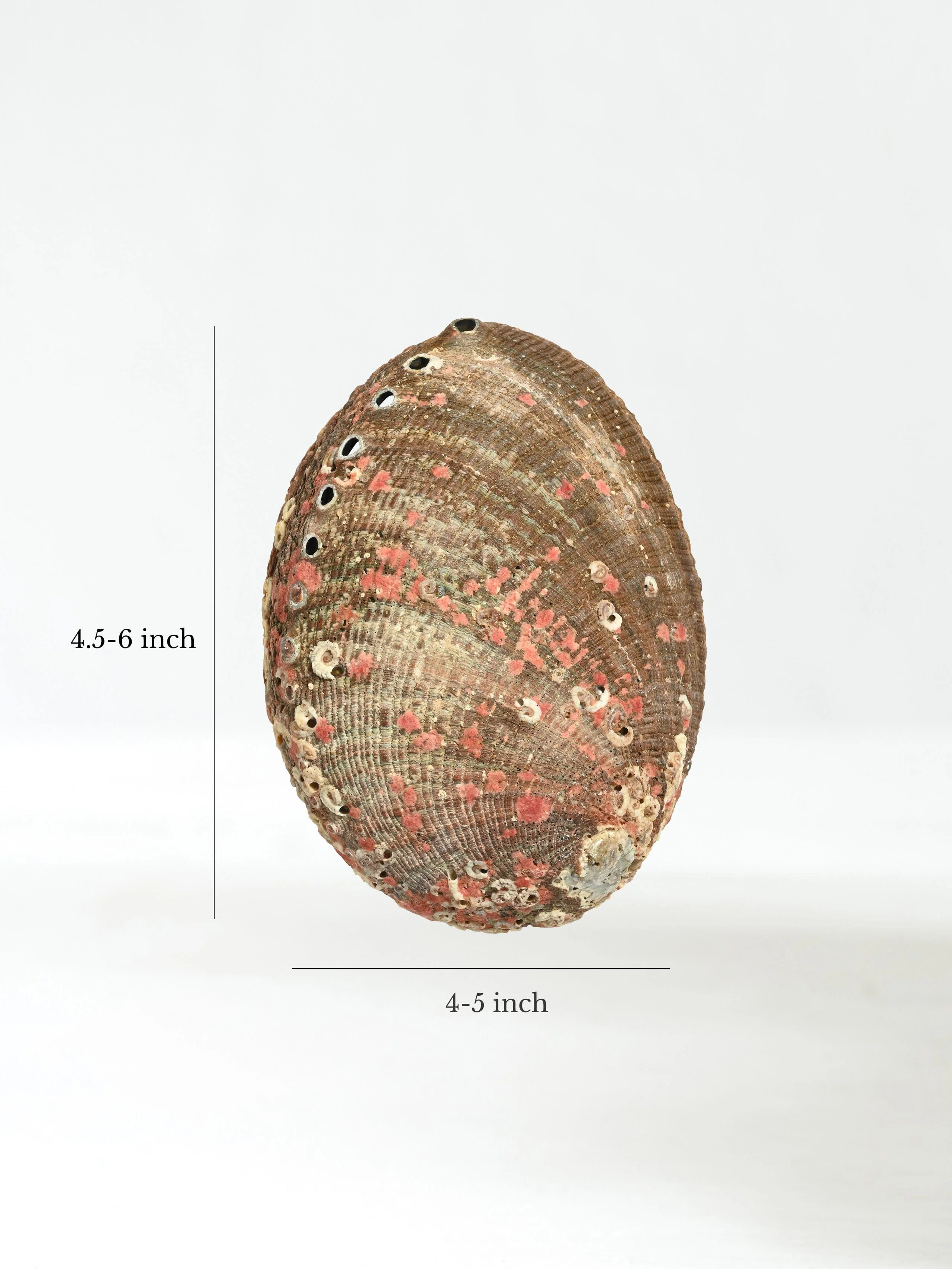 Abalone Shell - Image 7