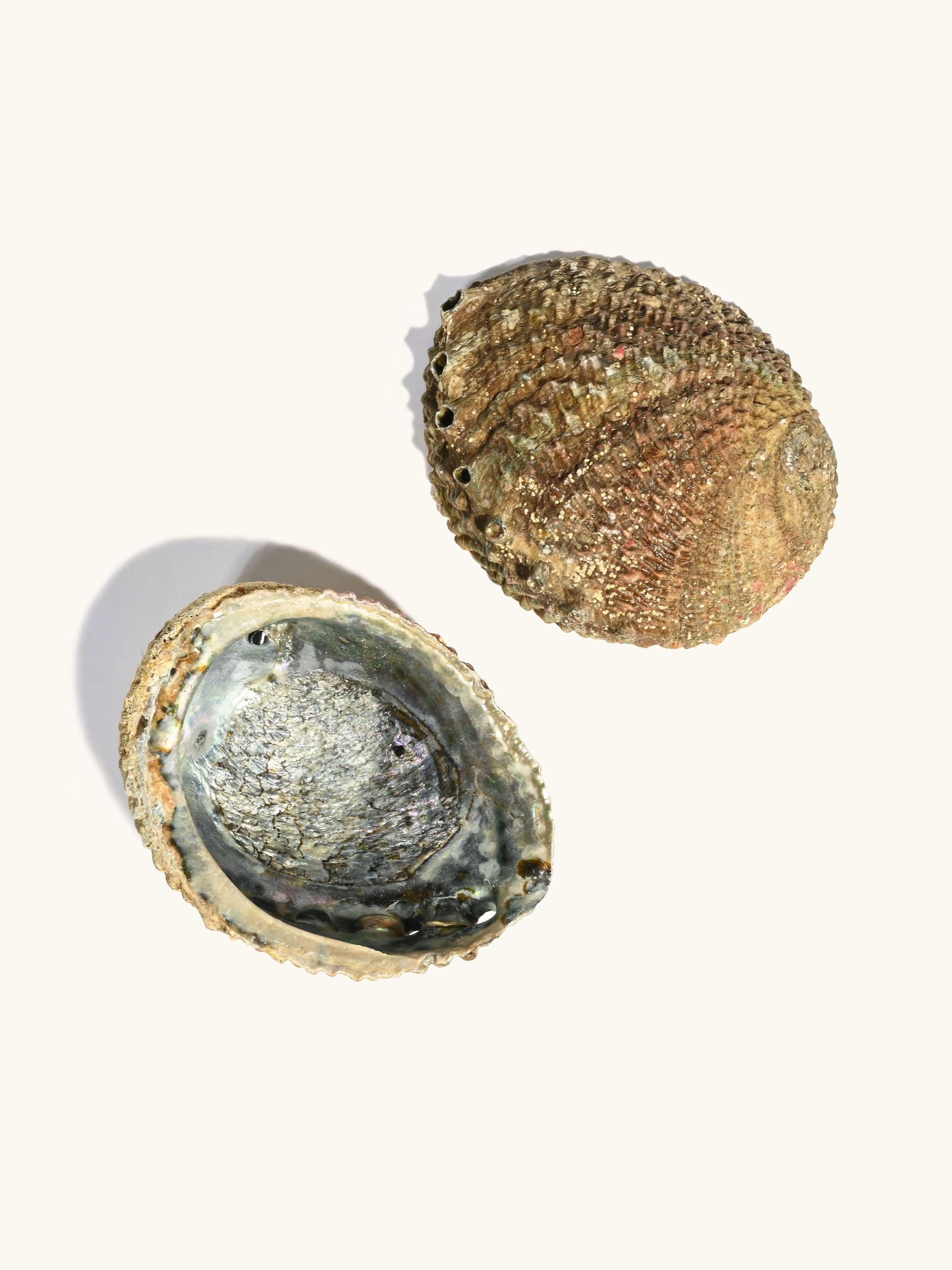 Abalone Shell - Image 8