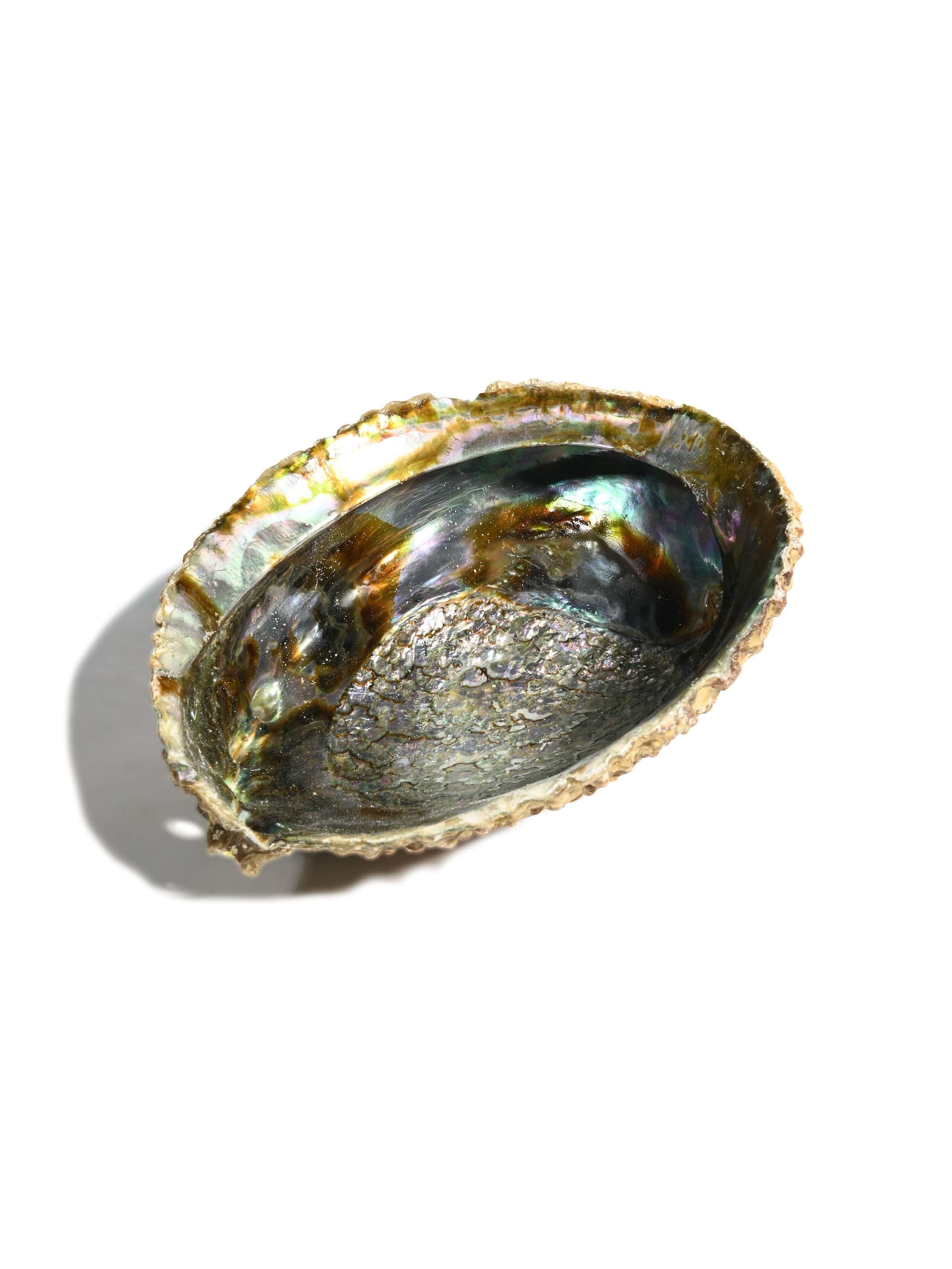 Abalone Shell - Image 9