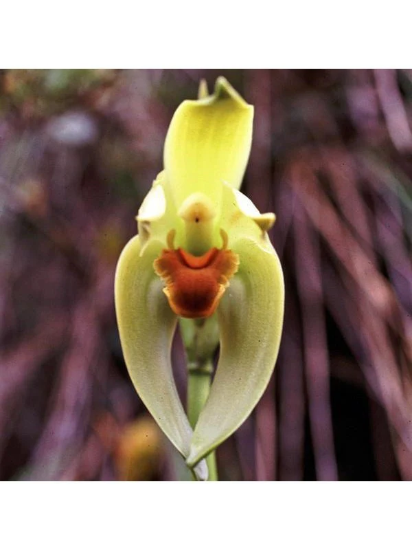 Andean Orchids: Ancient Wisdom - Image 2