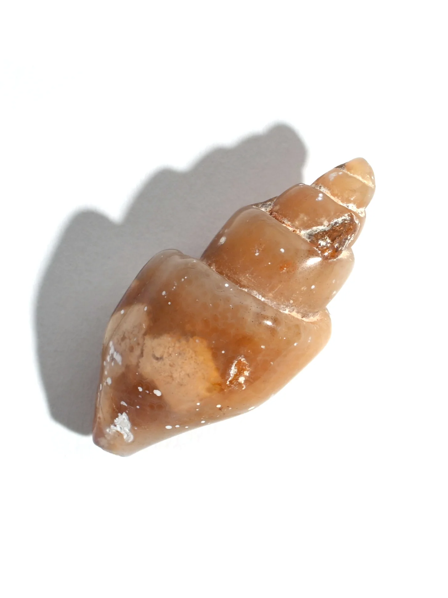 Carnelian Agatized Shell - Image 2