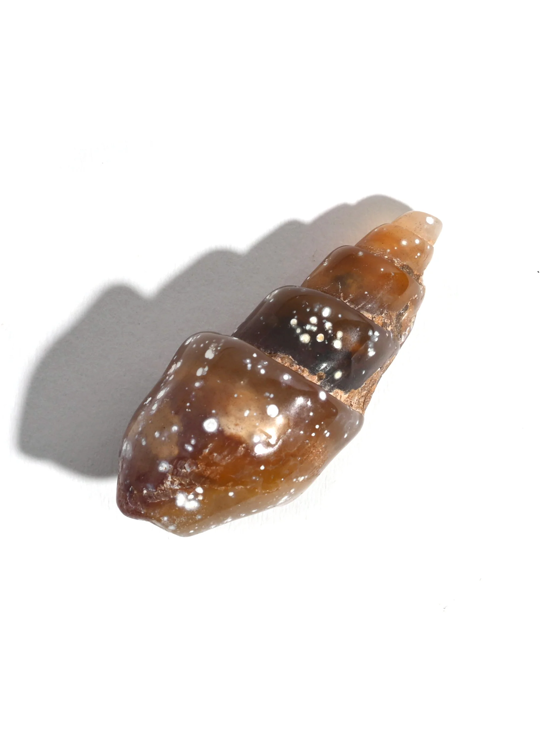 Carnelian Agatized Shell - Image 3