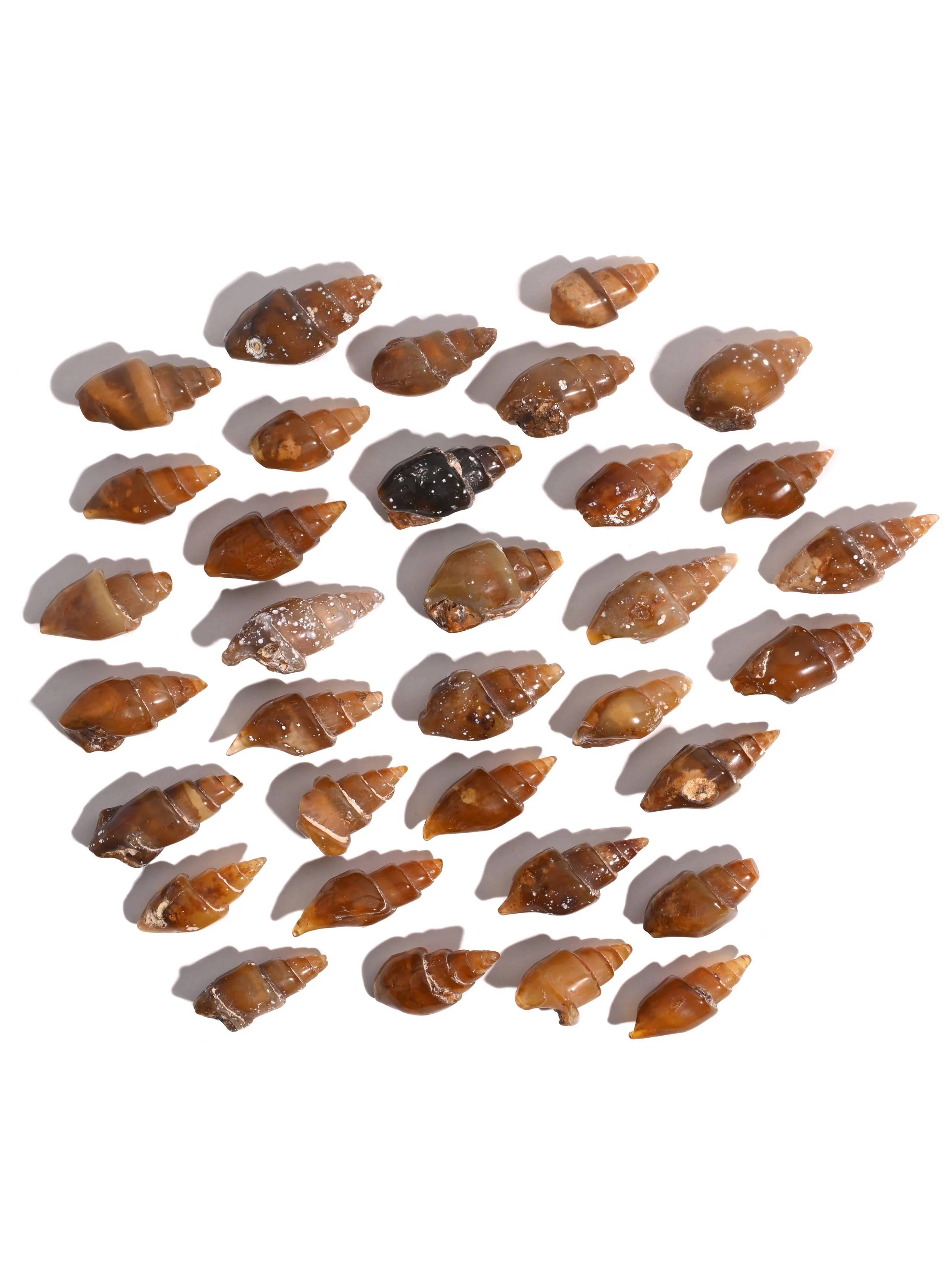 Carnelian Agatized Shell - Image 4