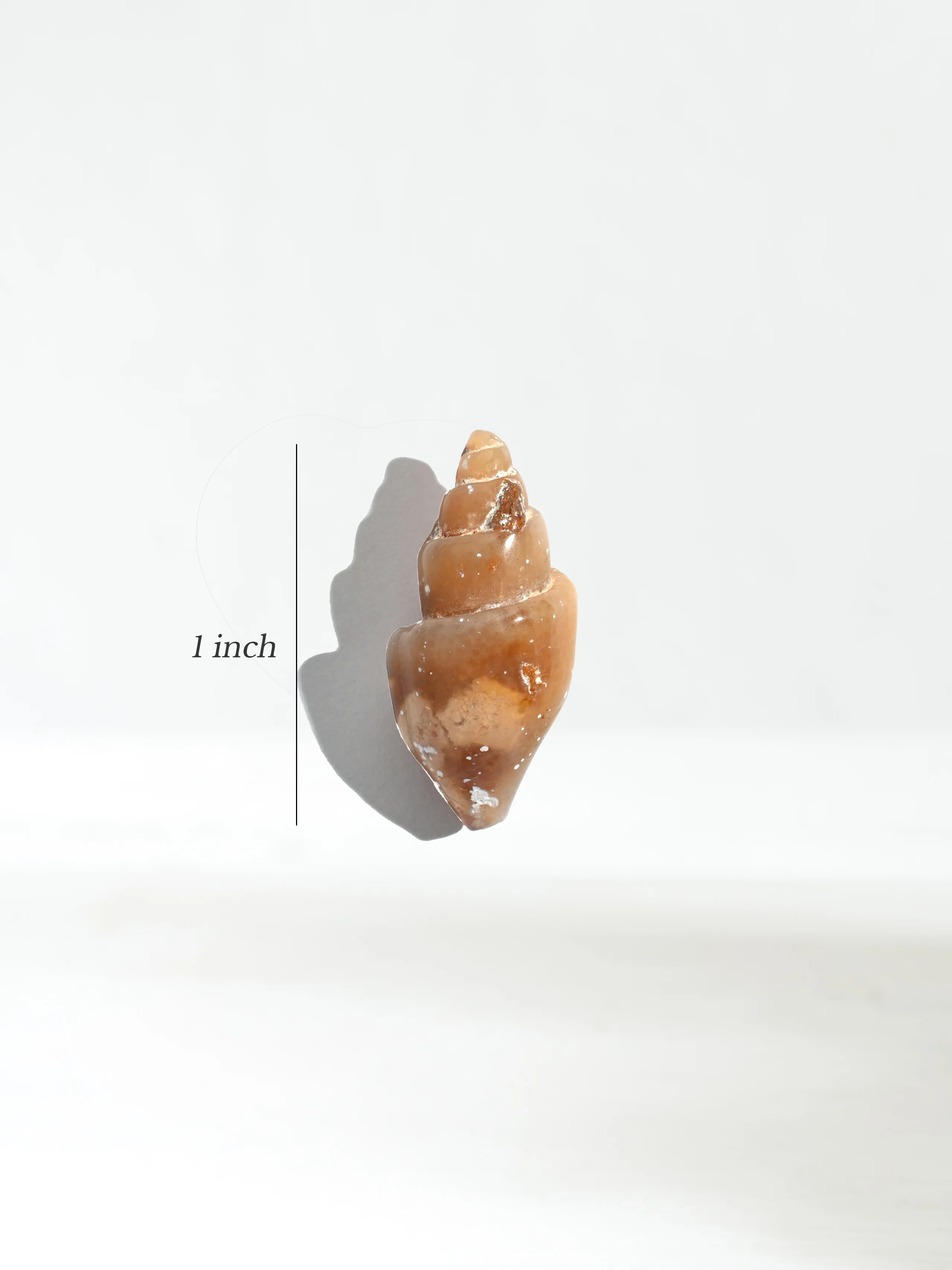 Carnelian Agatized Shell - Image 5