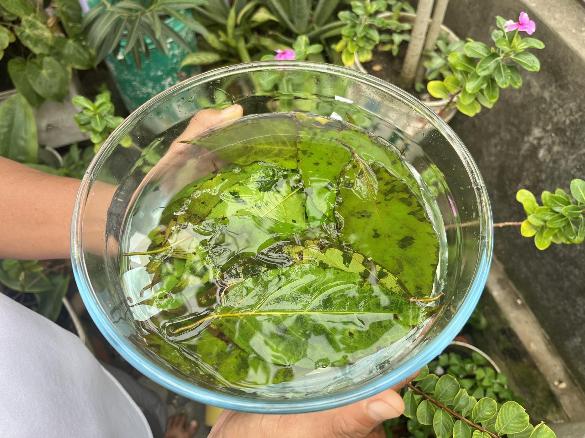 Ceremonial Plant Essence: Ayahuasca - Image 3