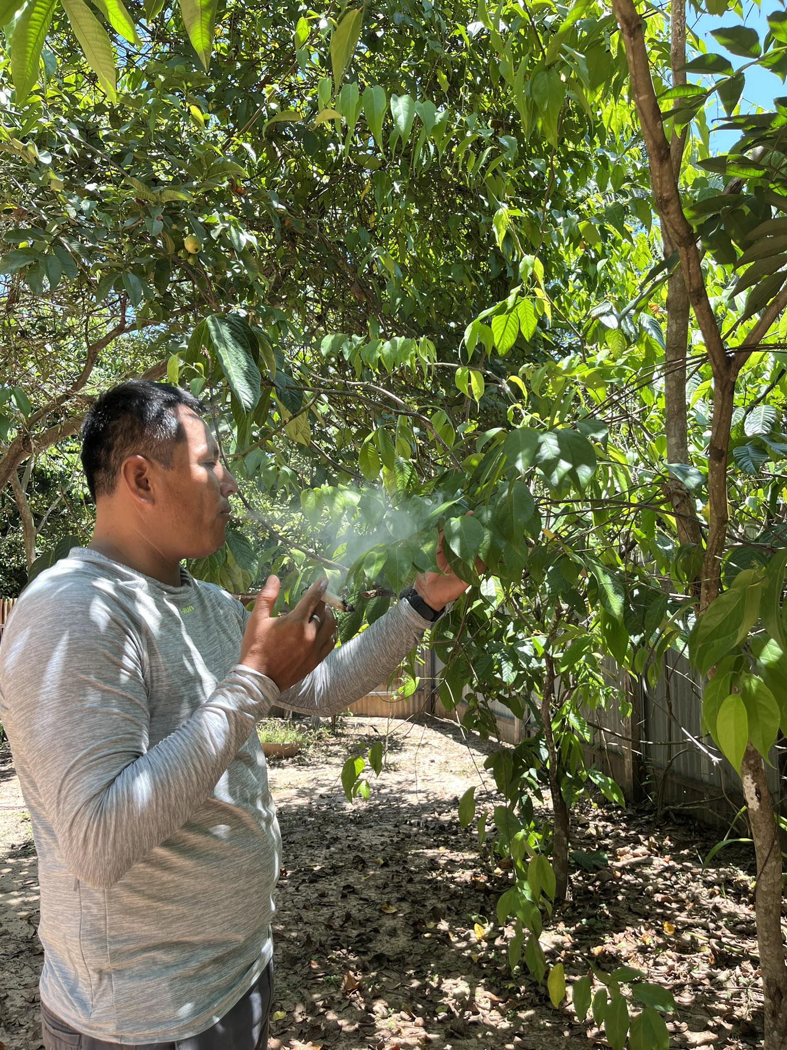 Ceremonial Plant Essence: Ayahuasca - Image 5