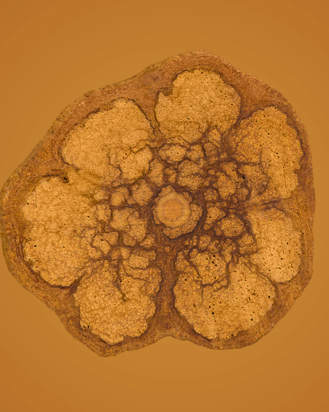 Ceremonial Plant Essence Bundle - Image 4
