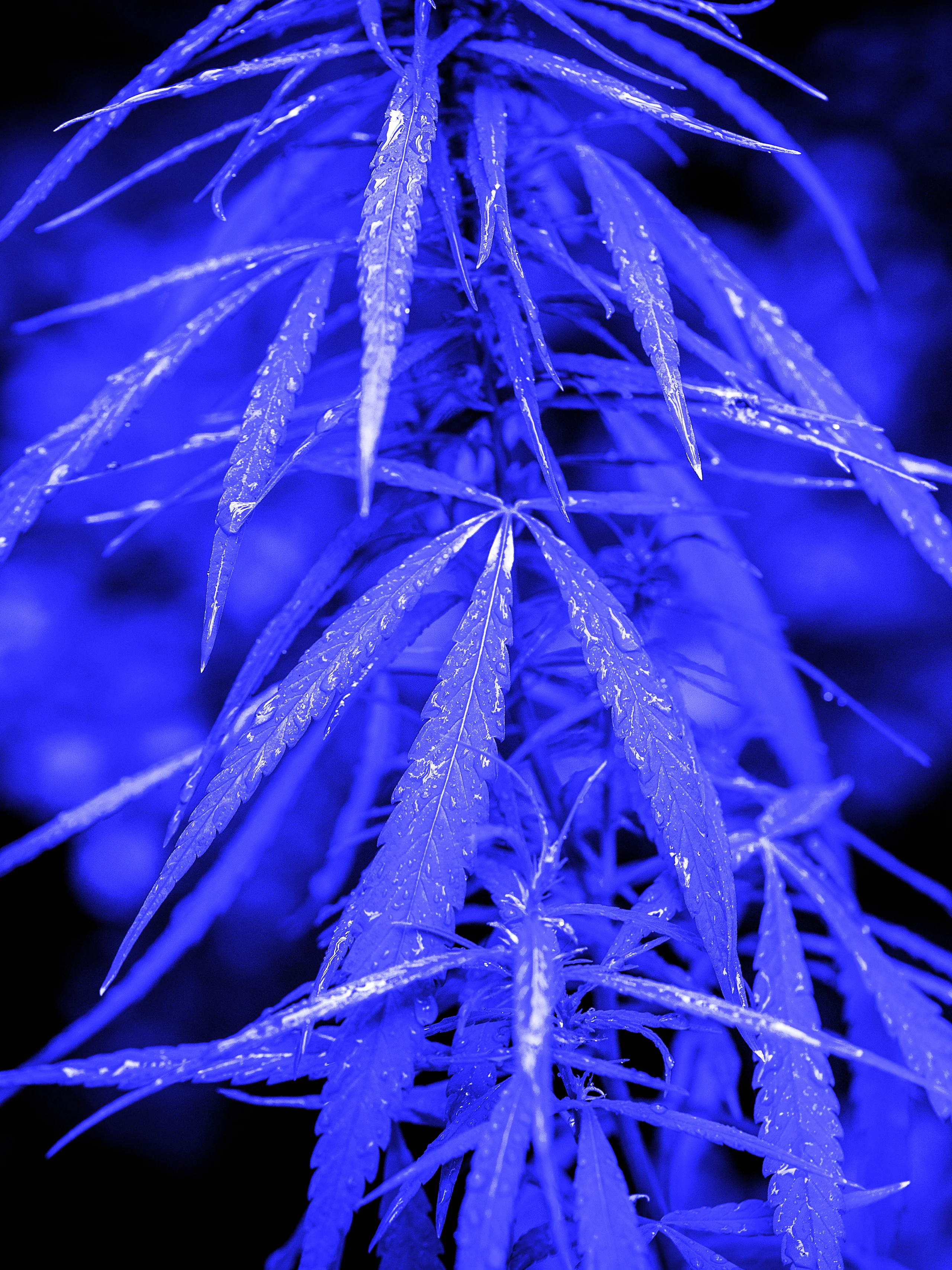 Ceremonial Plant Essence: Cannabis - Image 3