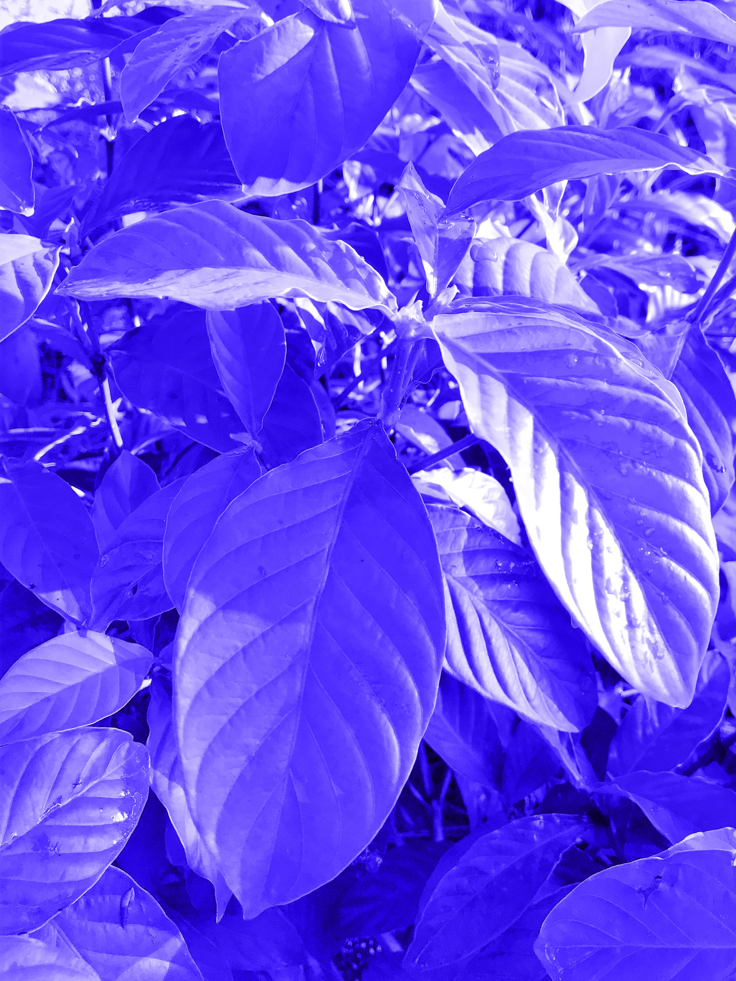 Ceremonial Plant Essence: Chacruna - Image 3