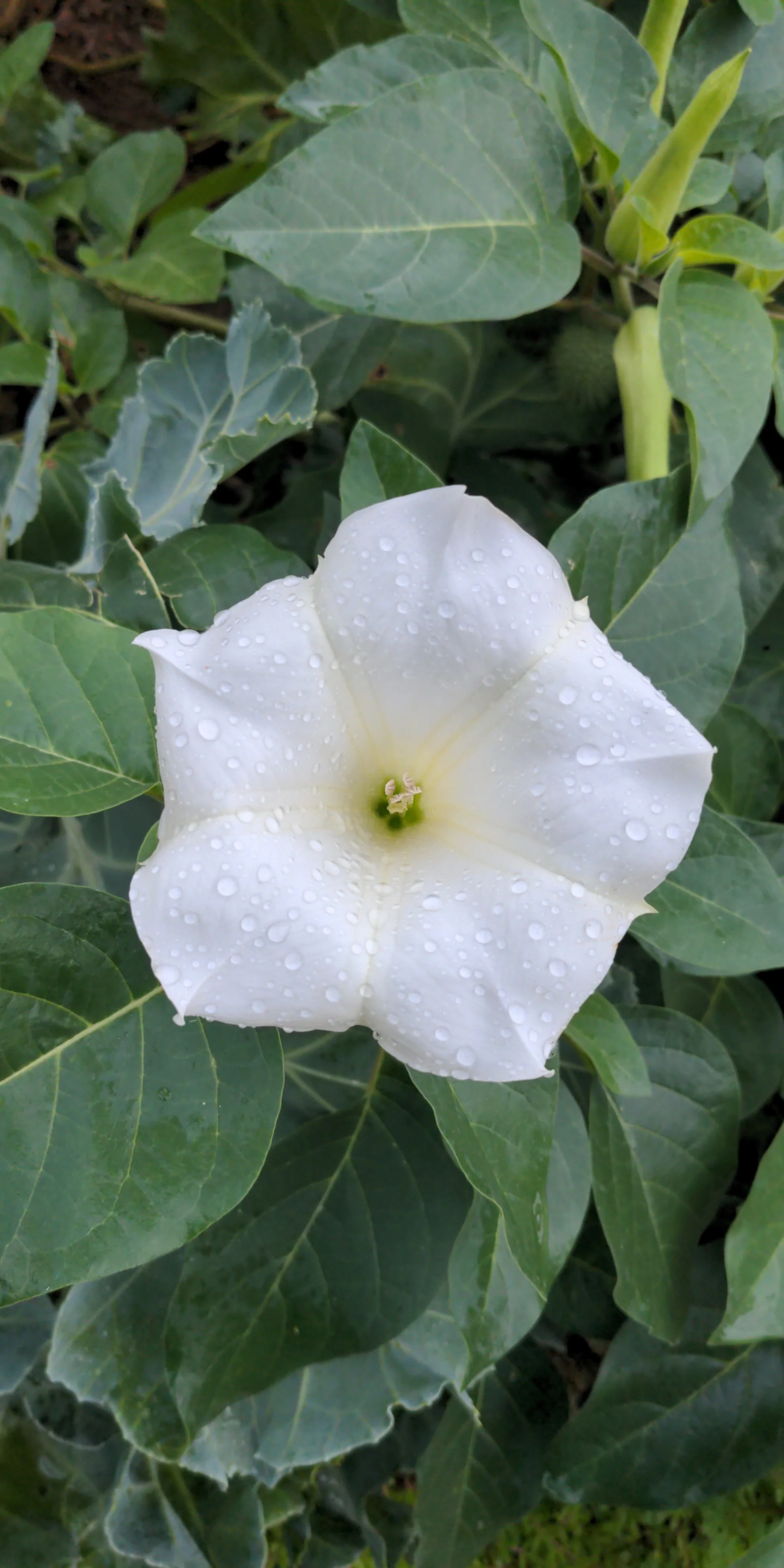Ceremonial Plant Essence: Datura - Image 3
