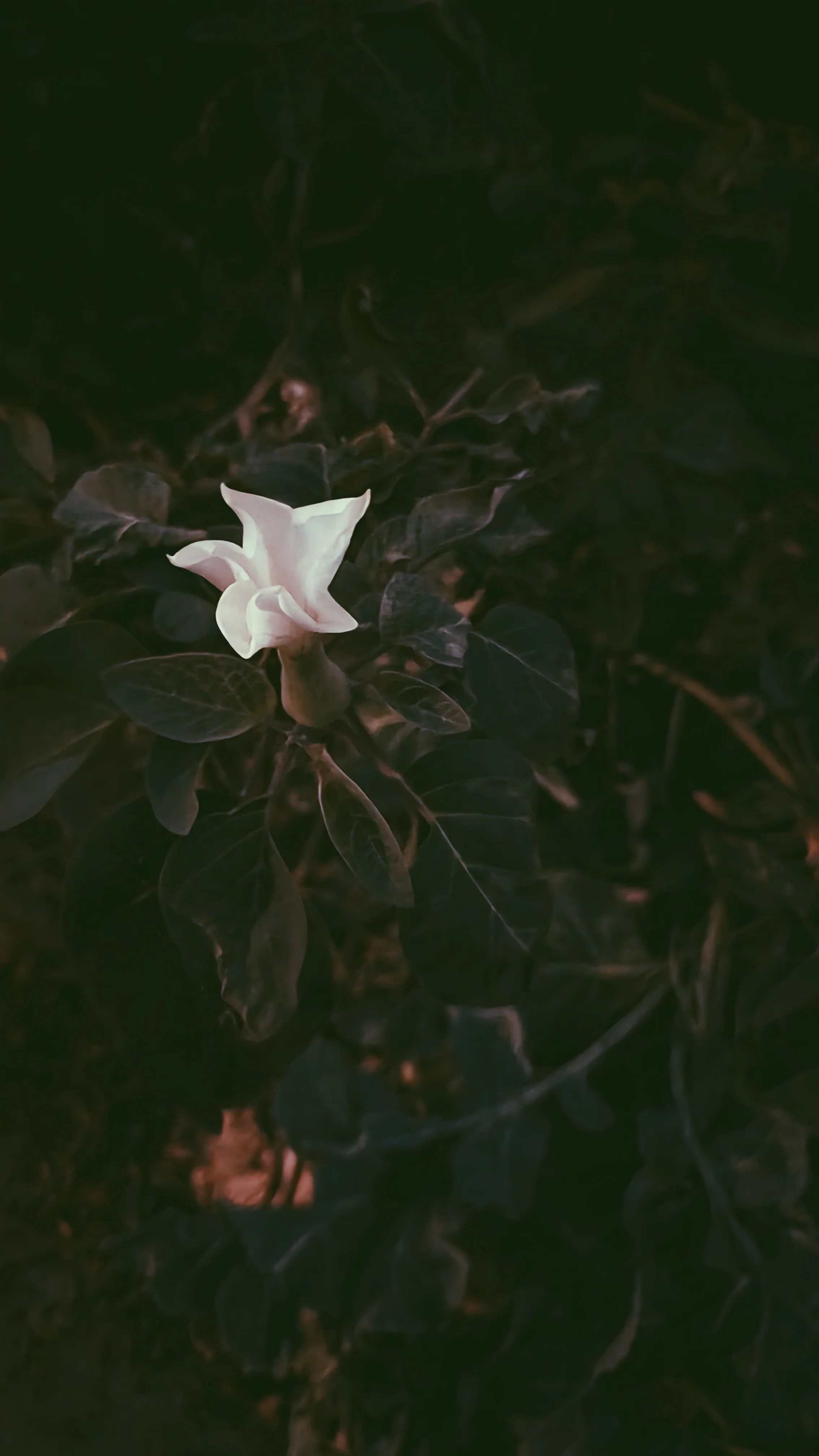 Ceremonial Plant Essence: Datura - Image 4
