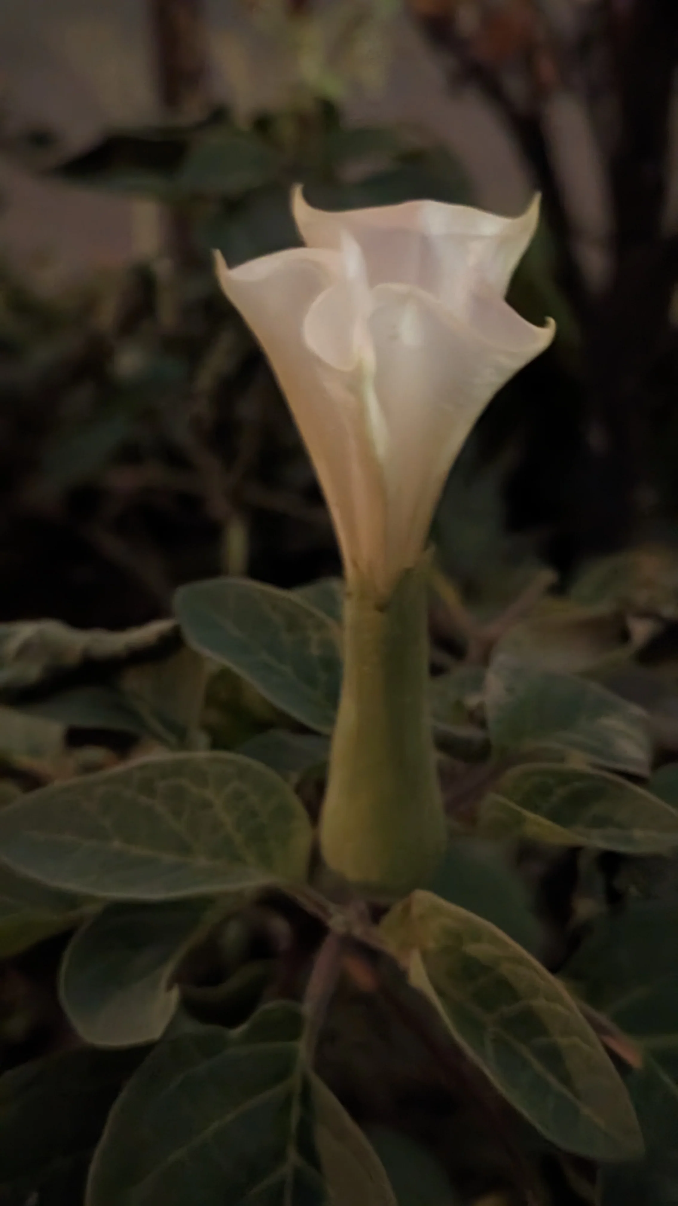 Ceremonial Plant Essence: Datura - Image 5
