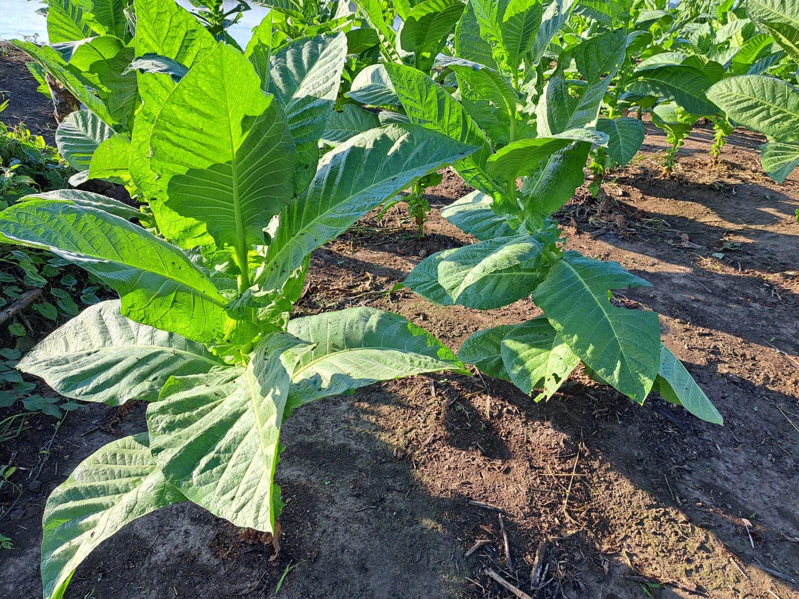 Ceremonial Plant Essence: Mapacho - Image 3