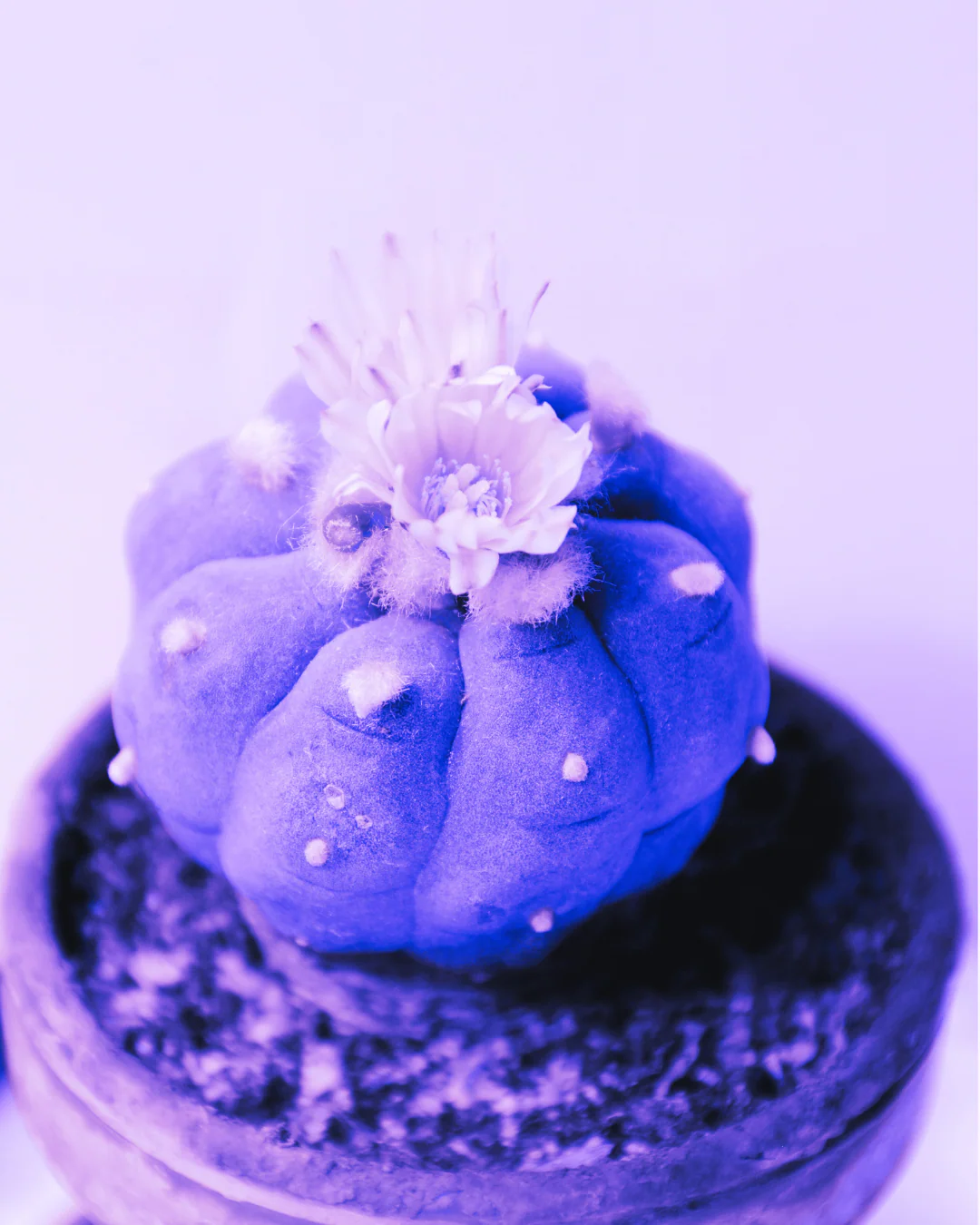 Ceremonial Plant Essence: Peyote - Image 4