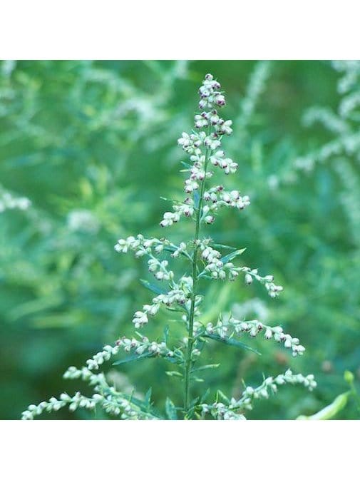 Flower Essence - Clearing - Image 2