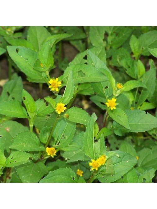 Peruvian Essence - Boton De Oro - Image 2