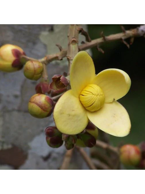 Peruvian Essence - Wild Mango - Image 2