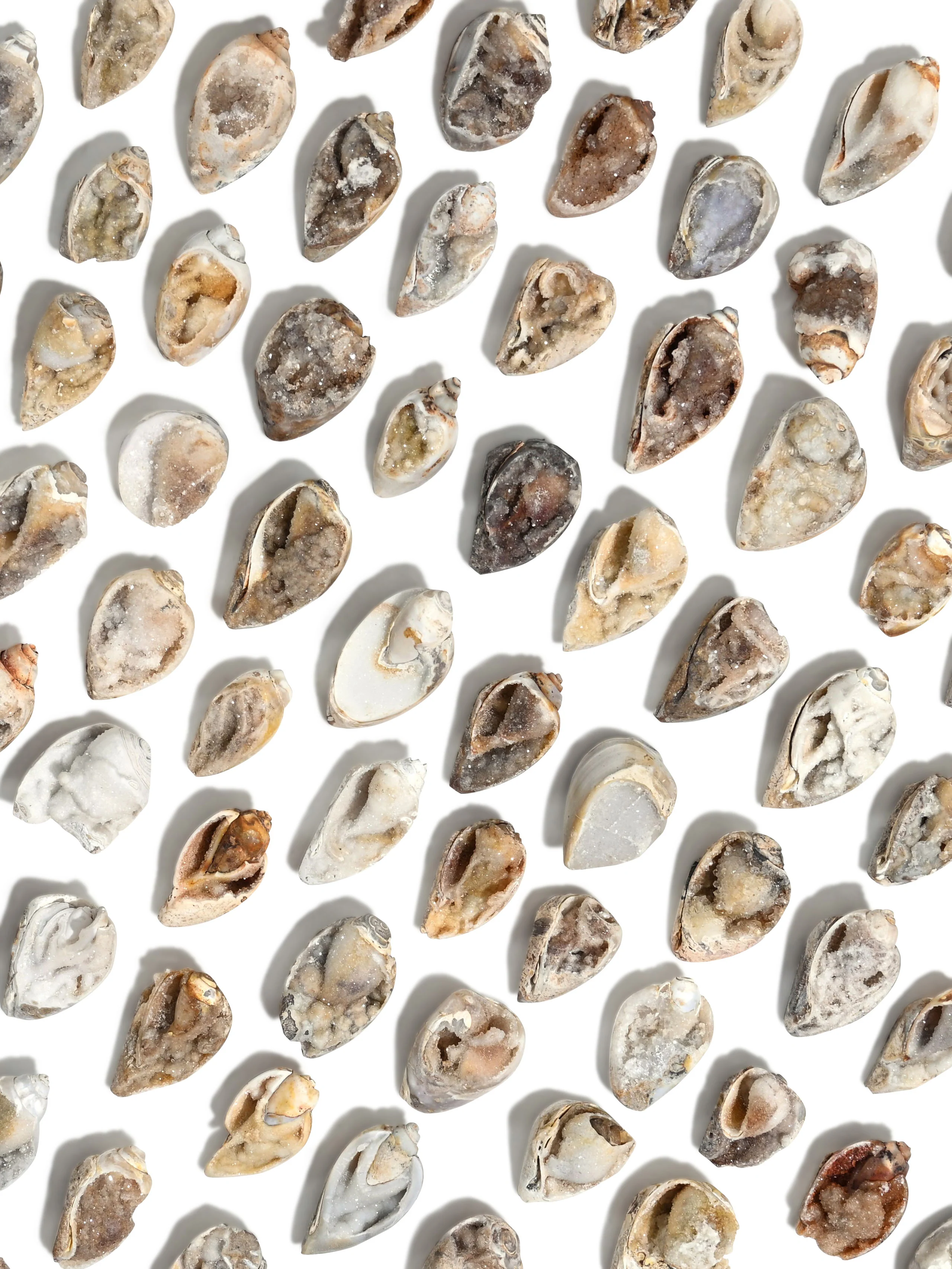 Druzy Fossilized Shell