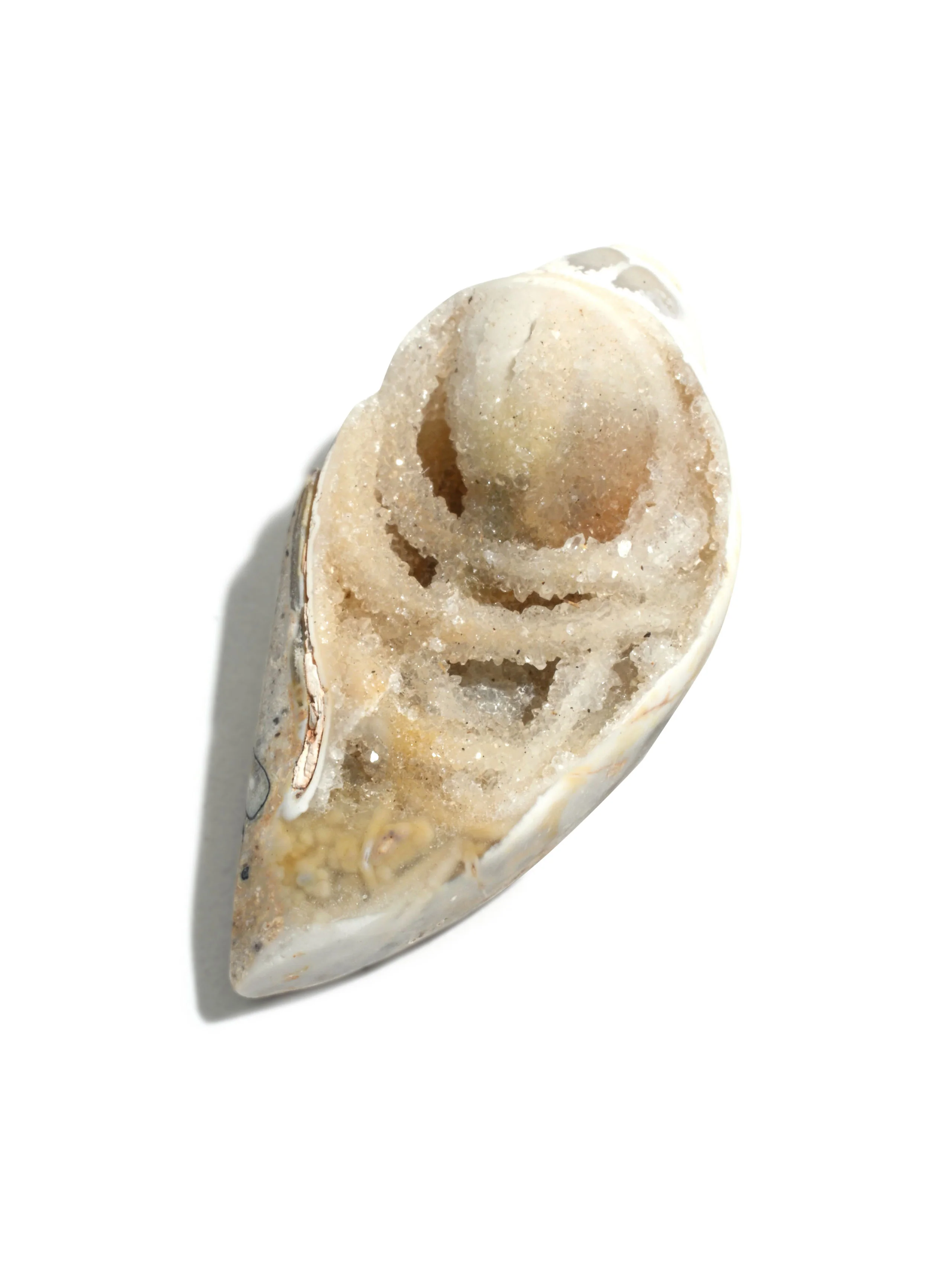 Druzy Fossilized Shell - Image 2