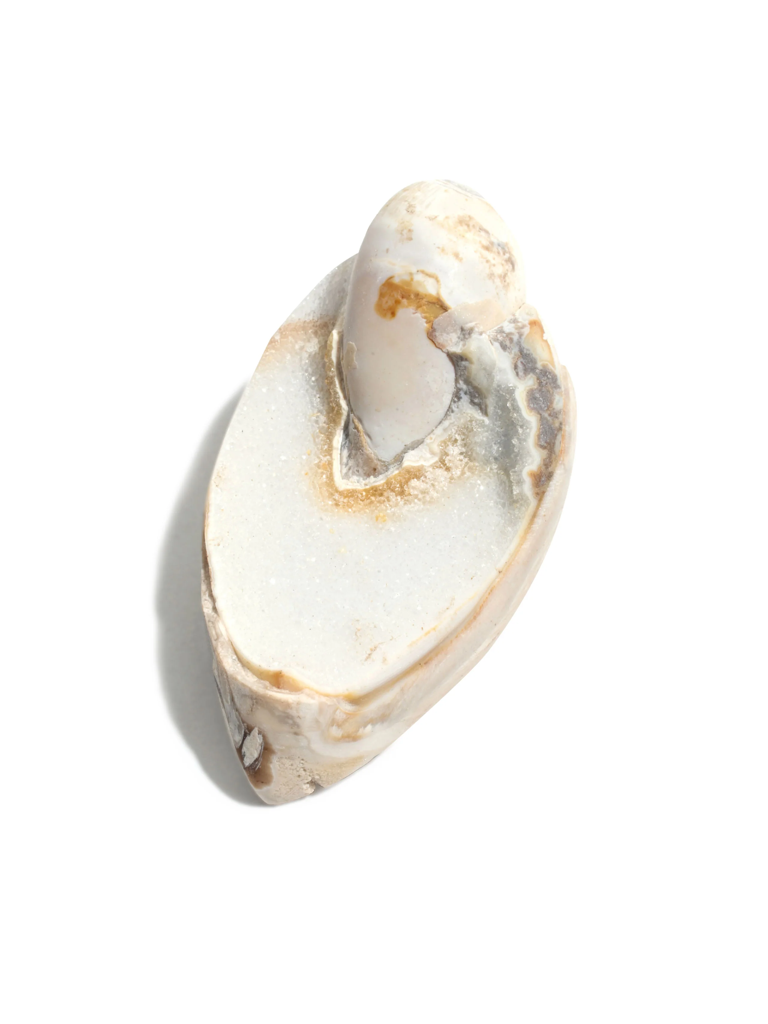 Druzy Fossilized Shell - Image 5