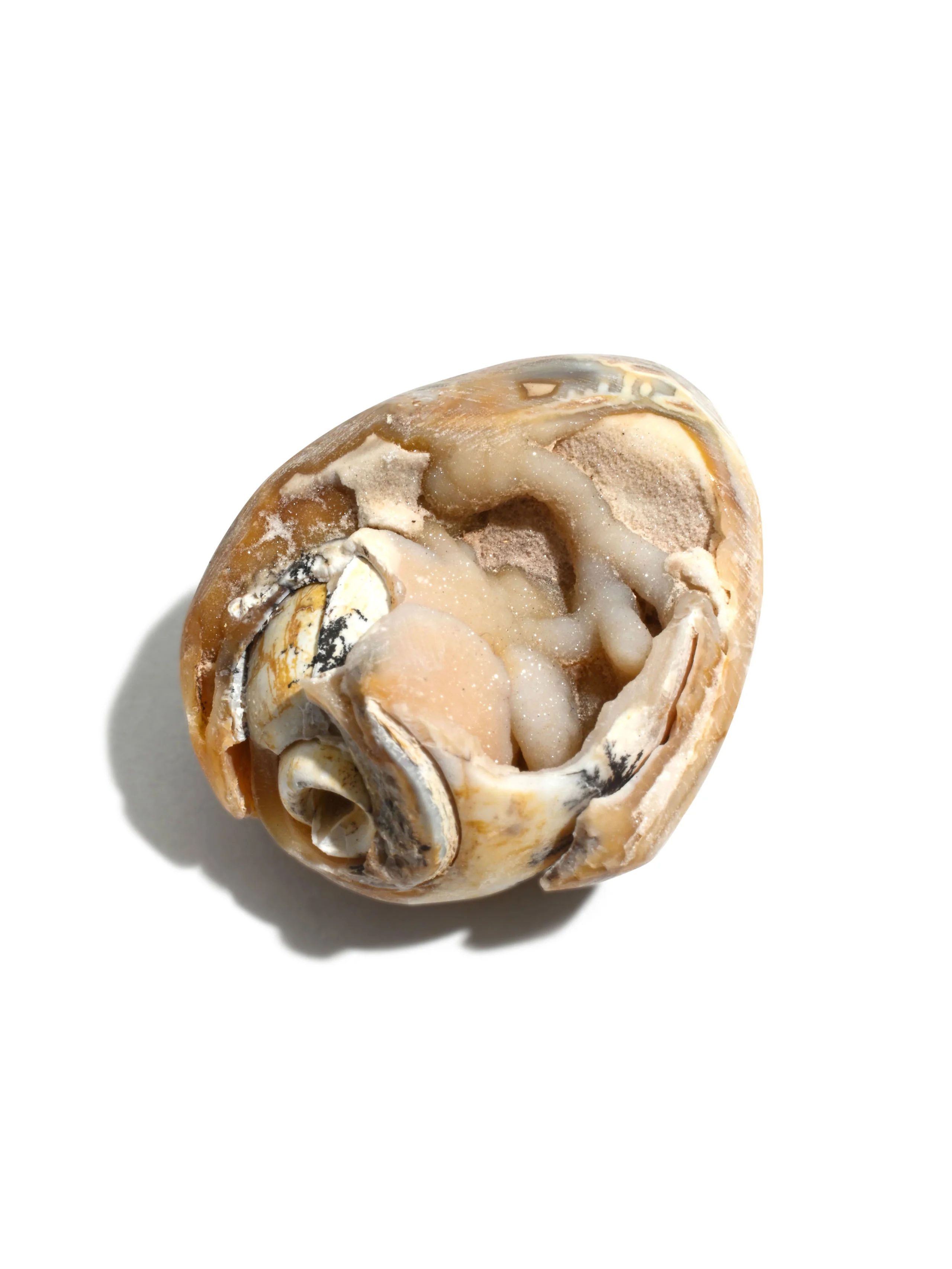 Druzy Fossilized Shell - Image 6