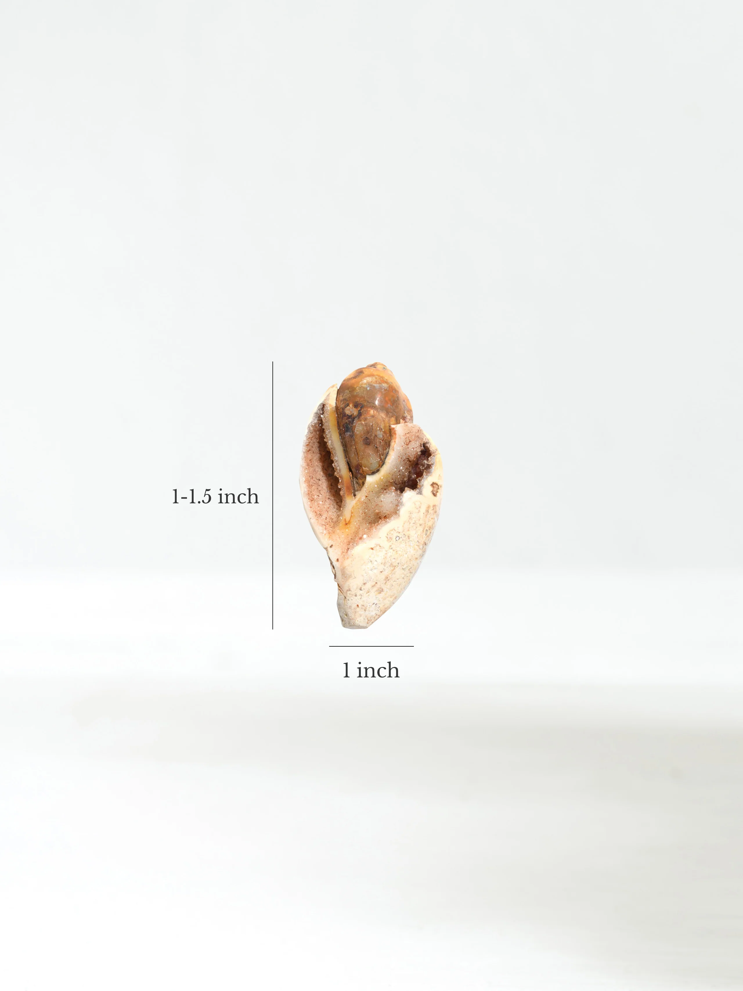 Druzy Fossilized Shell - Image 7