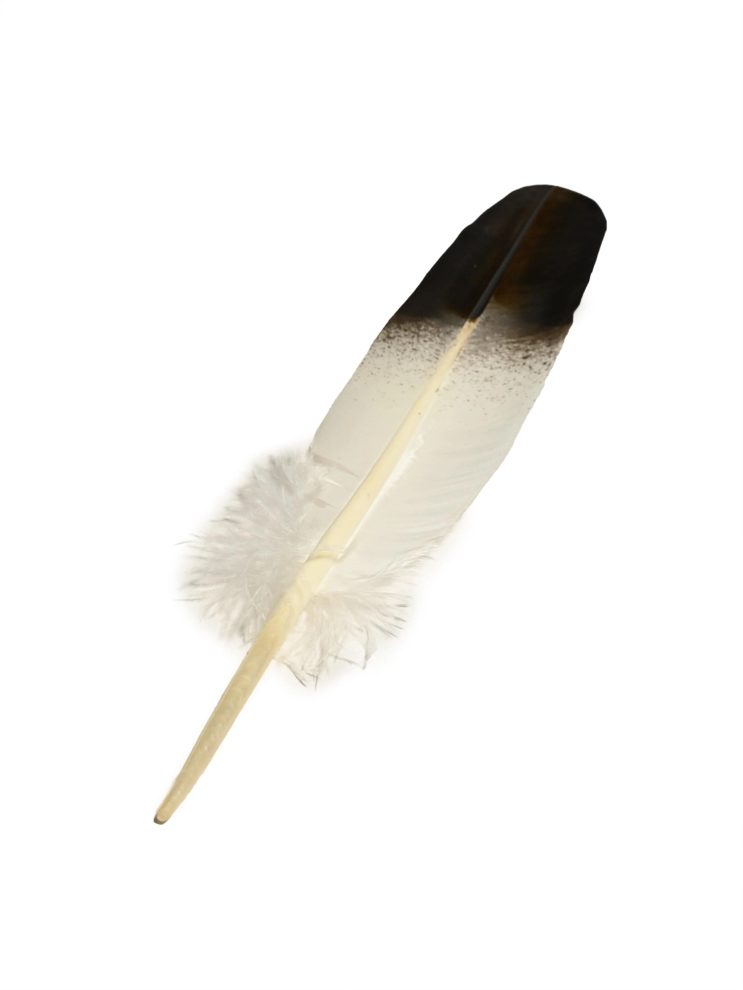 Feather - Imitation Immature Golden Eagle - Tail - Image 3