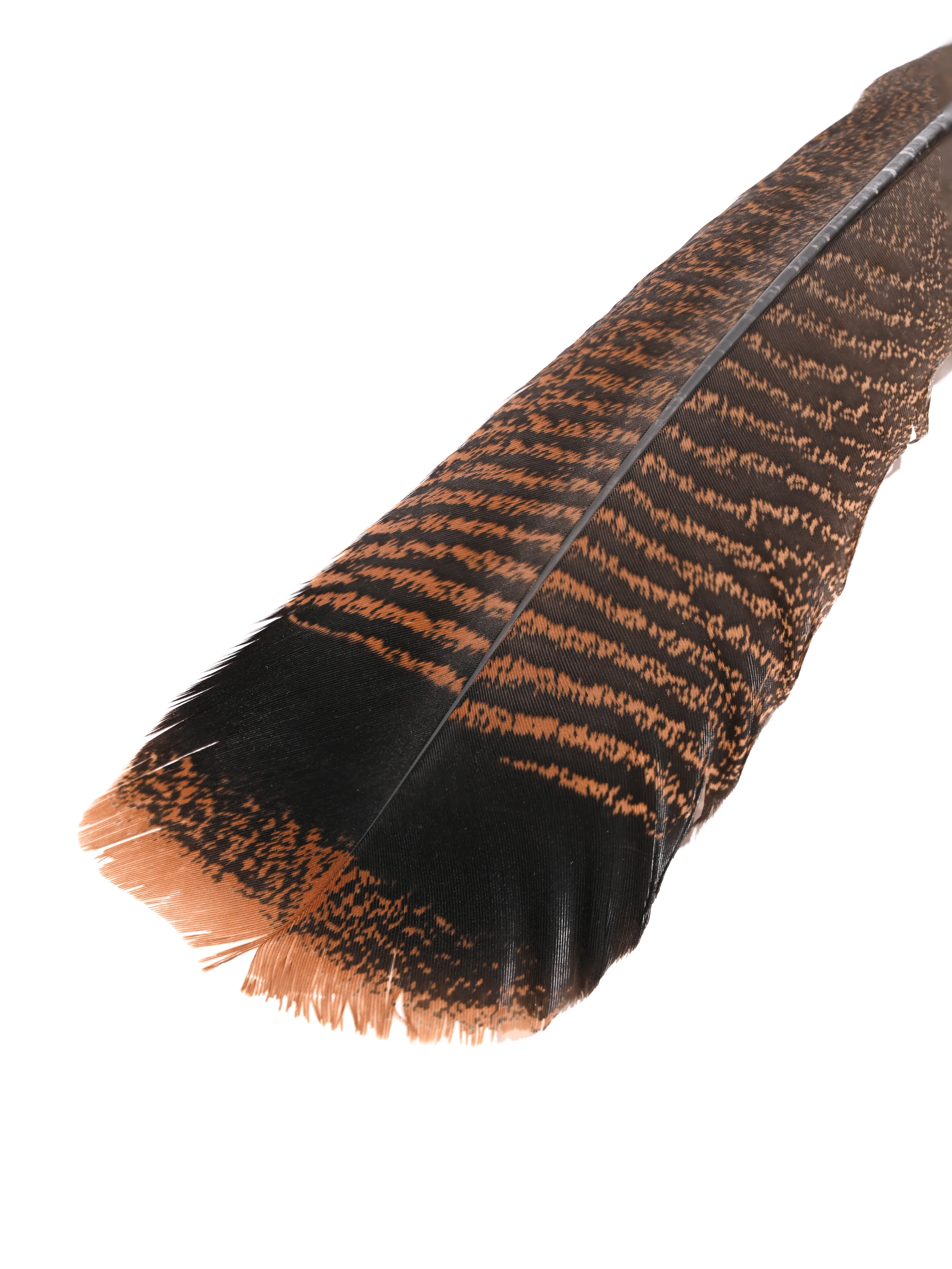 Feather - Turkey Tail - Image 3