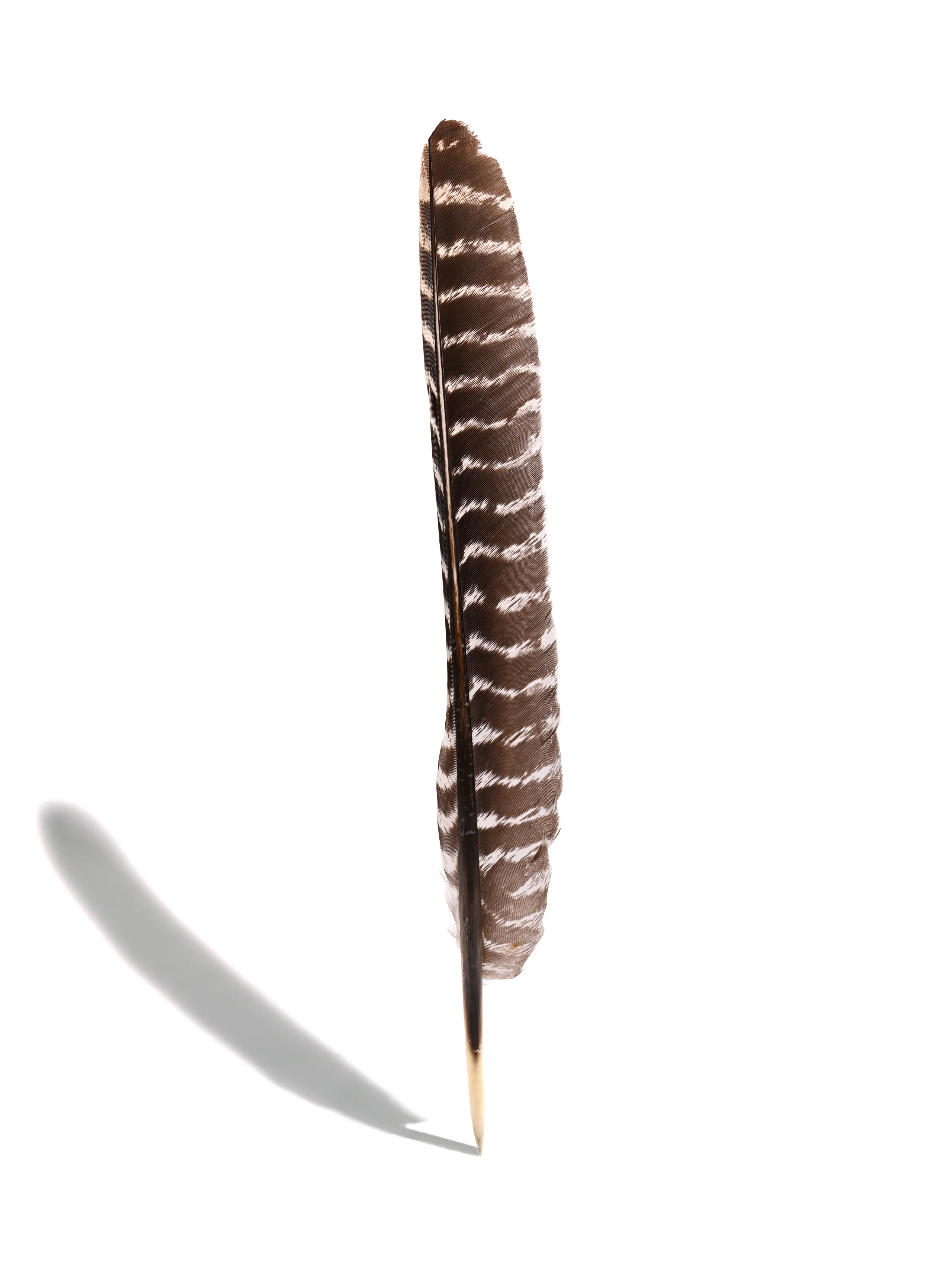 Turkey Feather - Image 3