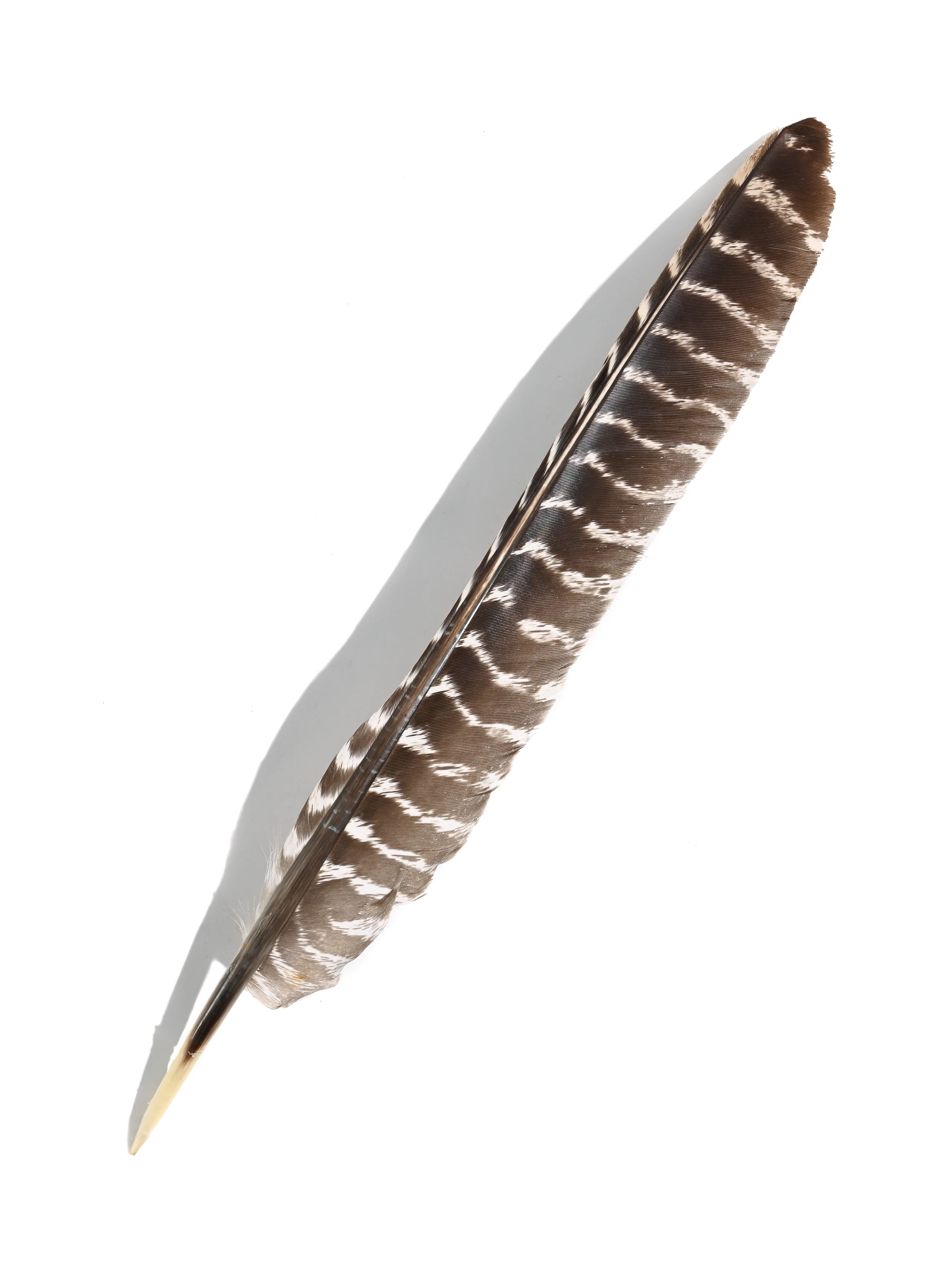 Turkey Feather - Image 4