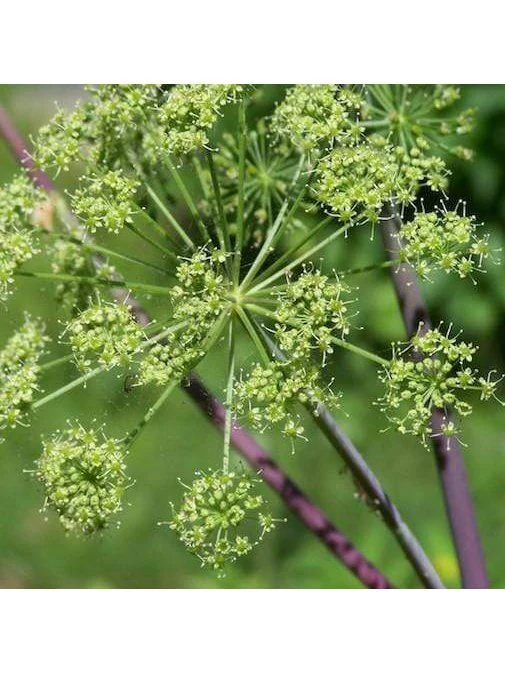 Flower Essence - Angelica - Image 2