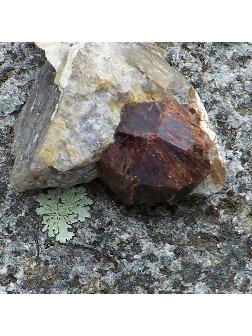 Flower & Gem Essence - Root - Chakra 1 - Image 2