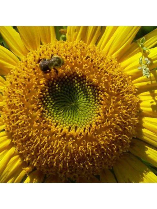 Flower & Gem Essence - Solar Plexus - Chakra 3 - Image 2