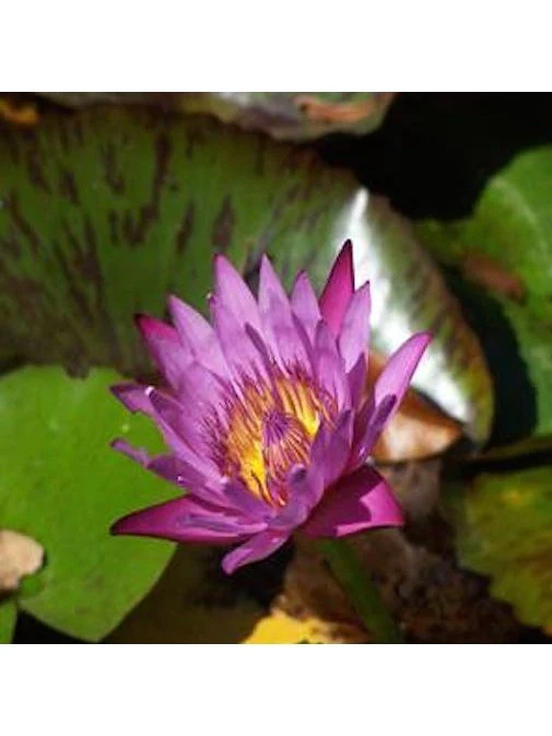 Flower & Gem Essence - Crown - Chakra 7 - Image 2