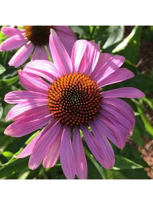 Flower Essence - Chakra Alignment - Image 2