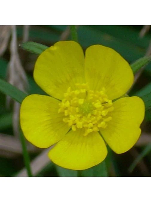 Flower Essence - Cinquefoil - Image 2