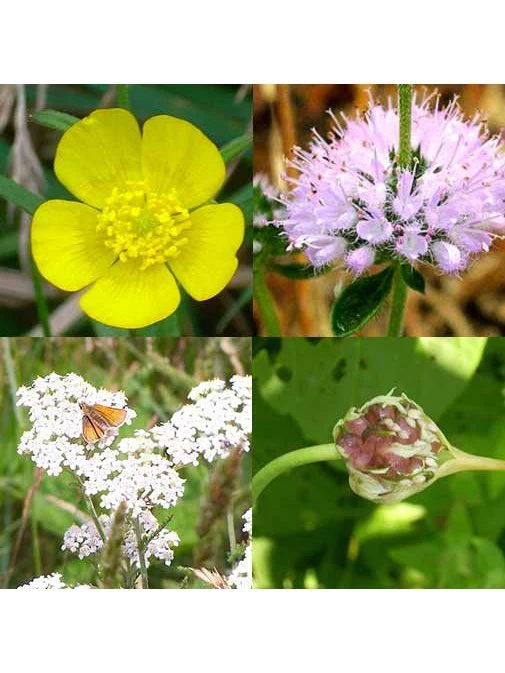 Flower Essence - Emergency Protection - Image 2