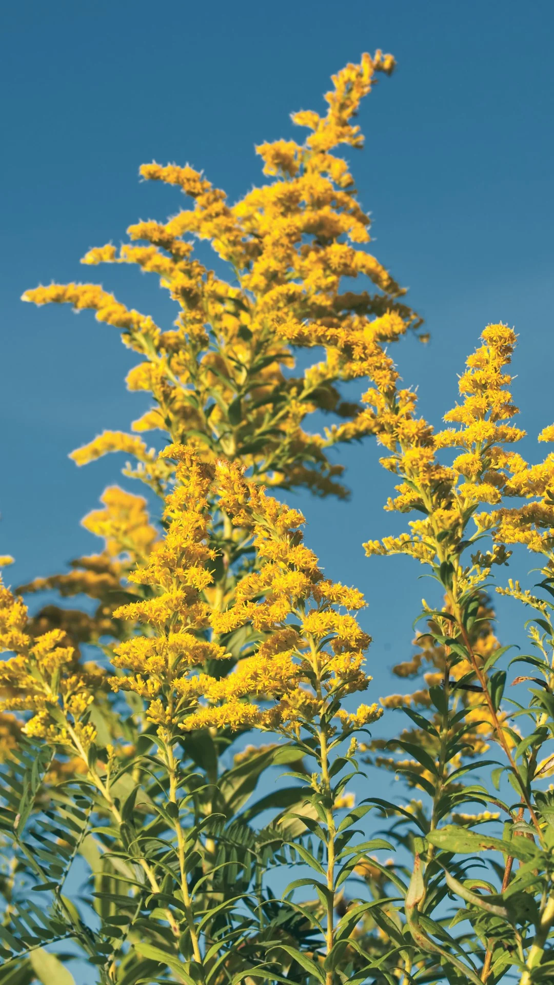 Flower Essence: Goldenrod - Image 3