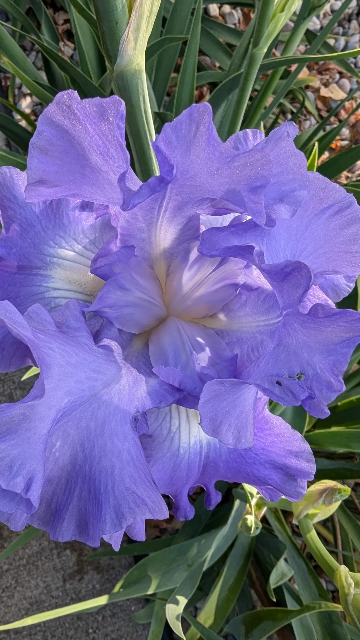 Flower Essence: Bearded Iris - Image 3