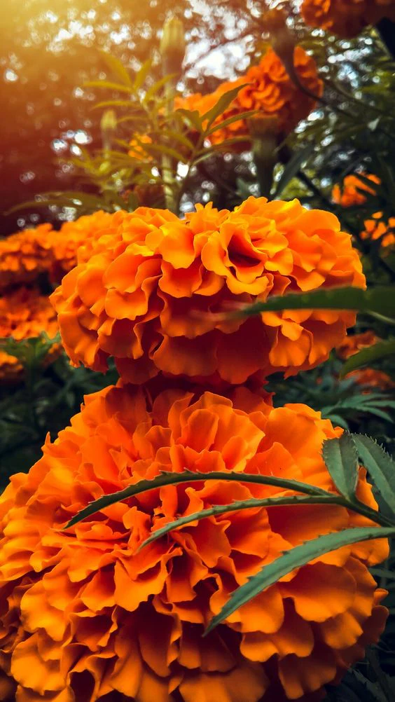 Flower Essence: Marigold - Image 3