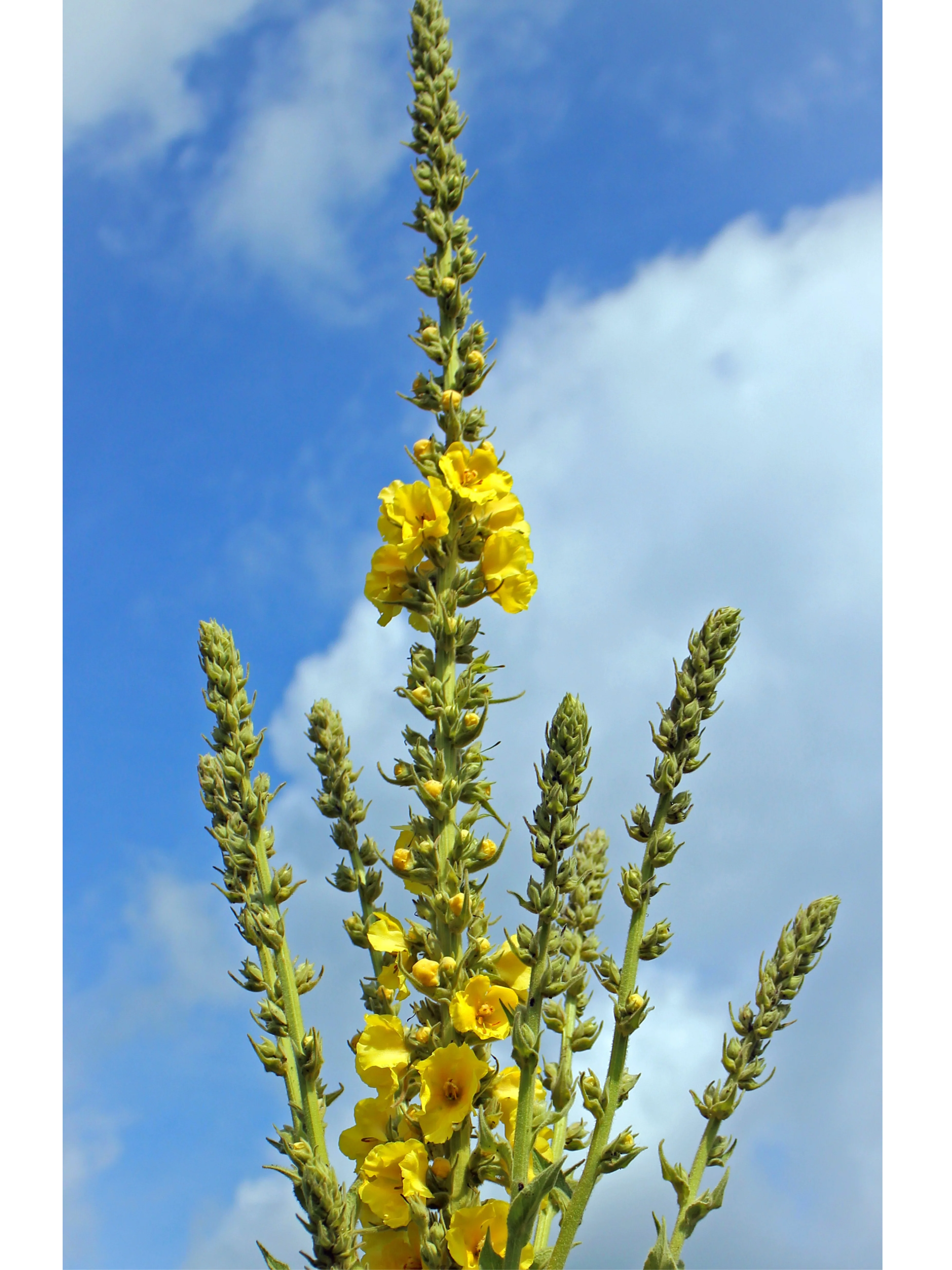 Flower Essence: Mullein - Image 3
