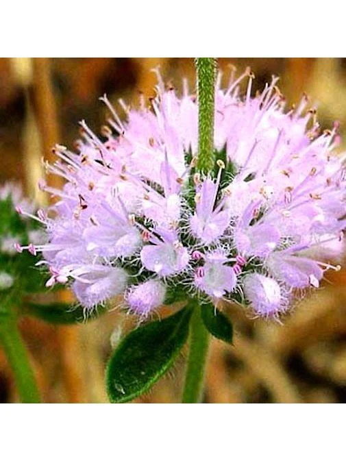 Flower Essence - Pennyroyal - Image 2