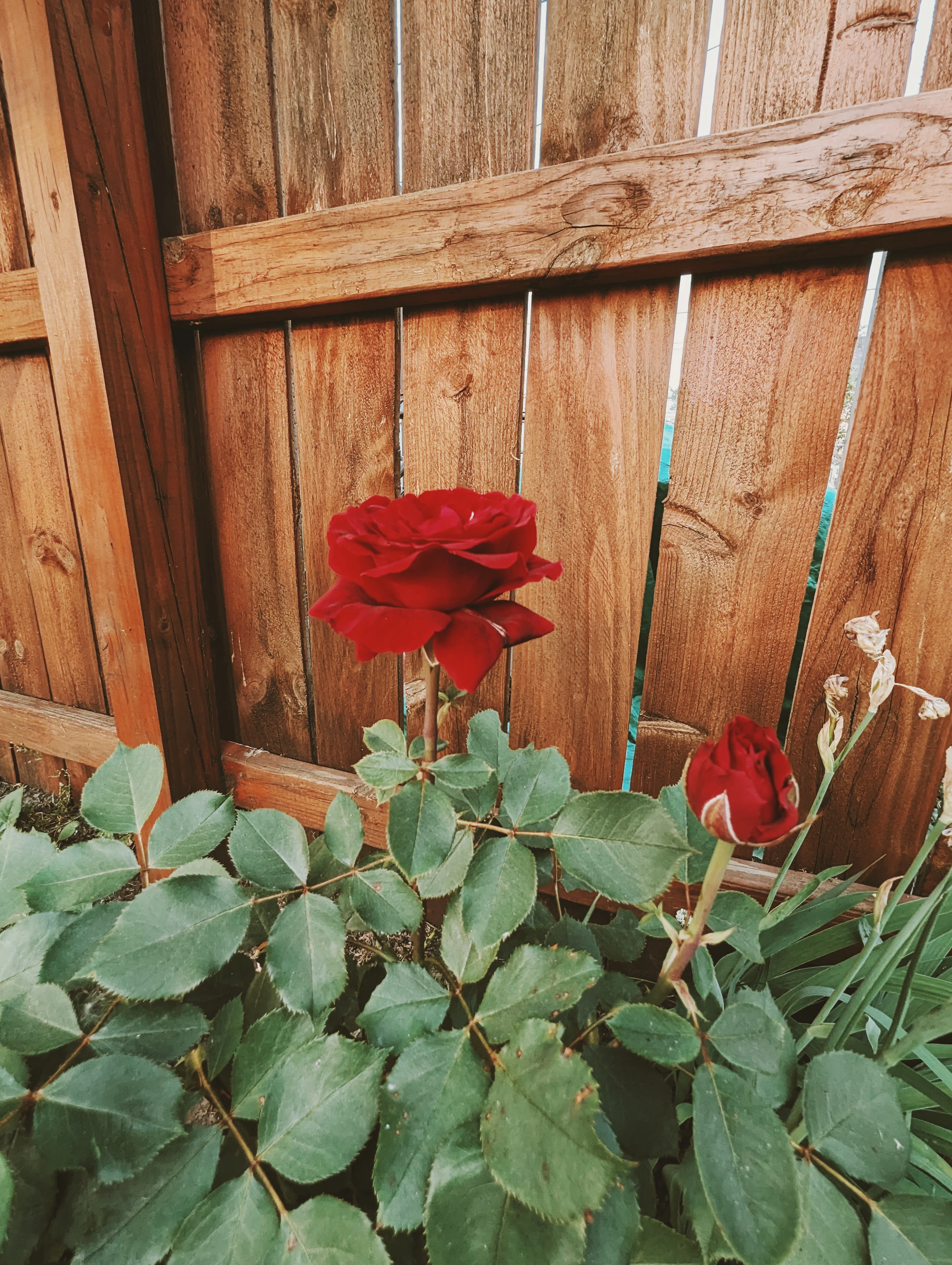 Flower Essence: Rose - Image 3