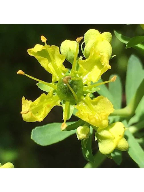 Flower Essence - Rue - Image 2